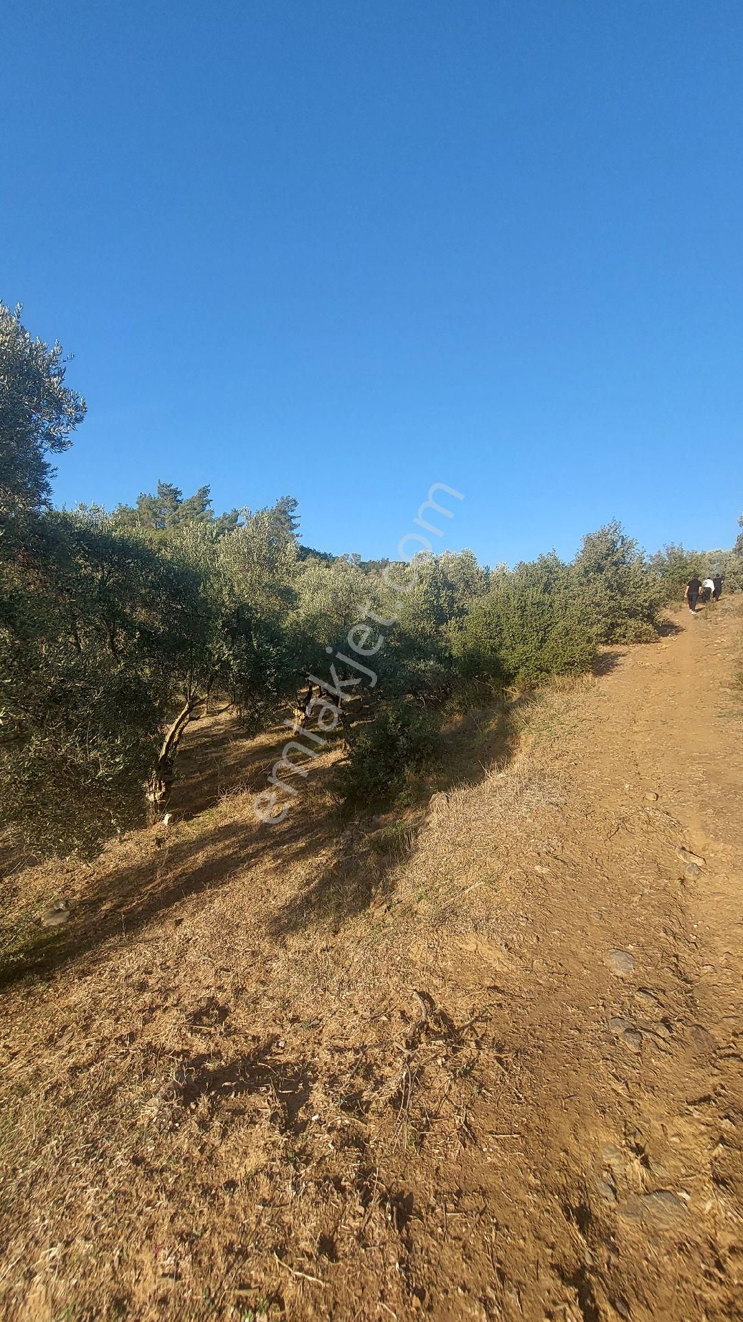 Kuşadasına 20 Km Mesafede Germencik Naiplide Satılık 19.320 M2 Müstakil Parsel Zeytinlik - Görsel 7