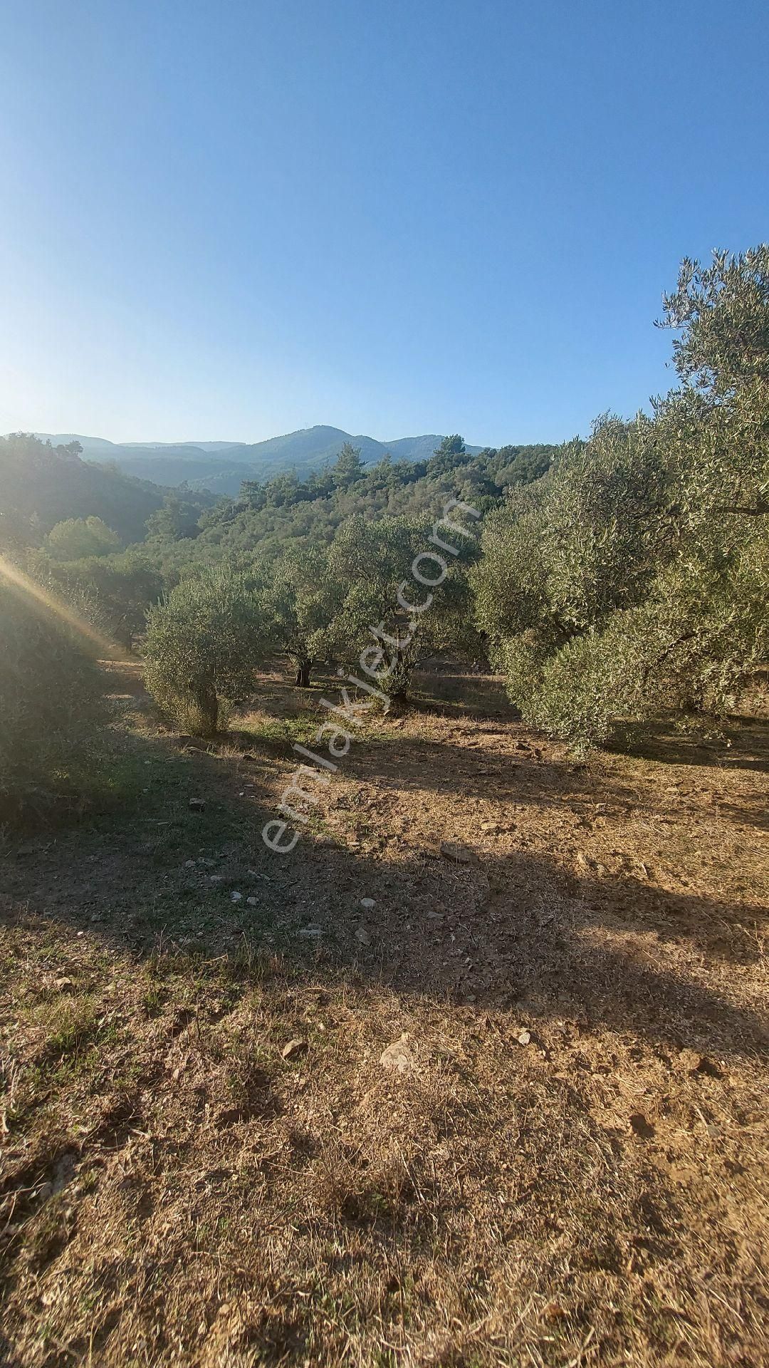 Kuşadasına 20 Km Mesafede Germencik Naiplide Satılık 19.320 M2 Müstakil Parsel Zeytinlik - Görsel 8