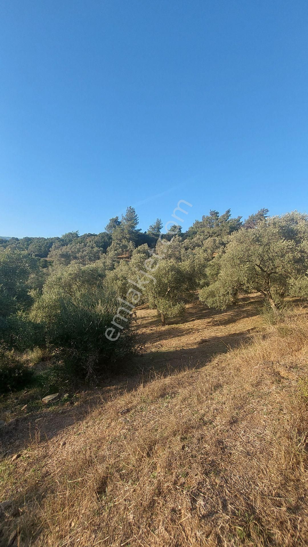 Kuşadasına 20 Km Mesafede Germencik Naiplide Satılık 19.320 M2 Müstakil Parsel Zeytinlik - Görsel 9