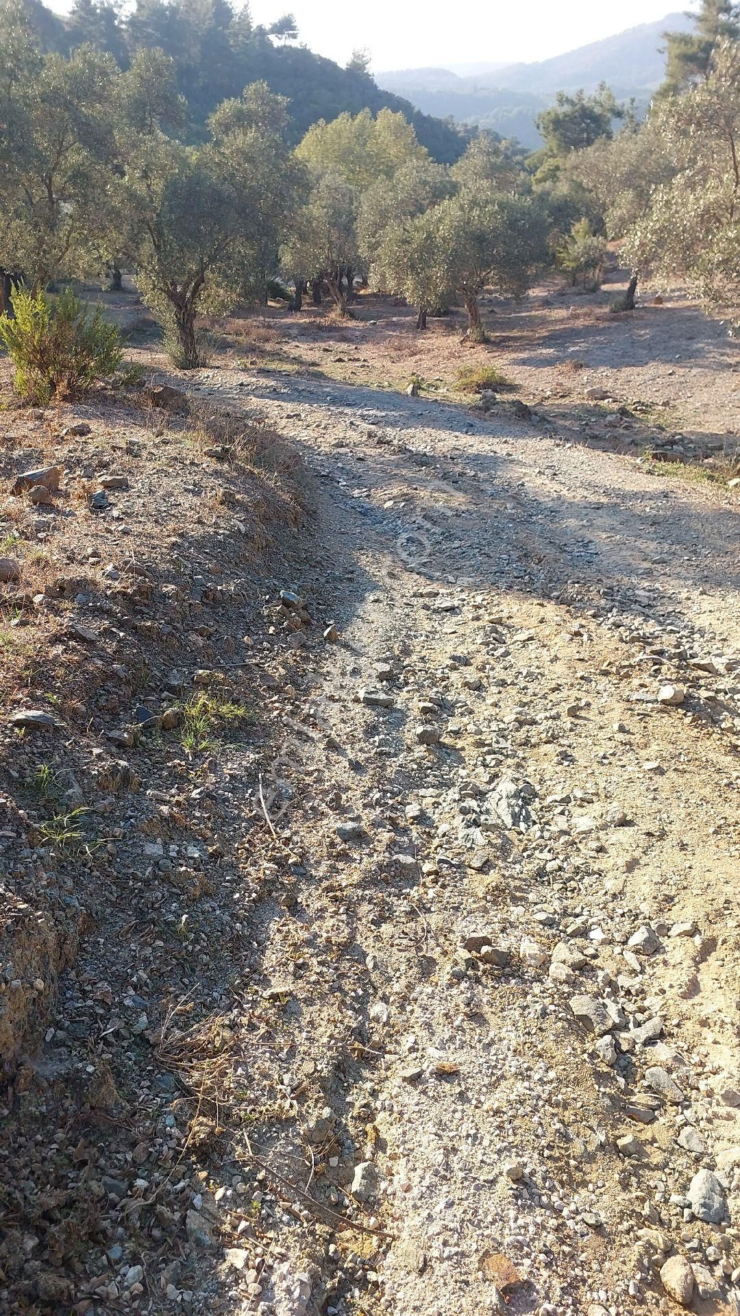 Kuşadasına 20 Km Mesafede Germencik Naiplide Satılık 19.320 M2 Müstakil Parsel Zeytinlik - Görsel 3