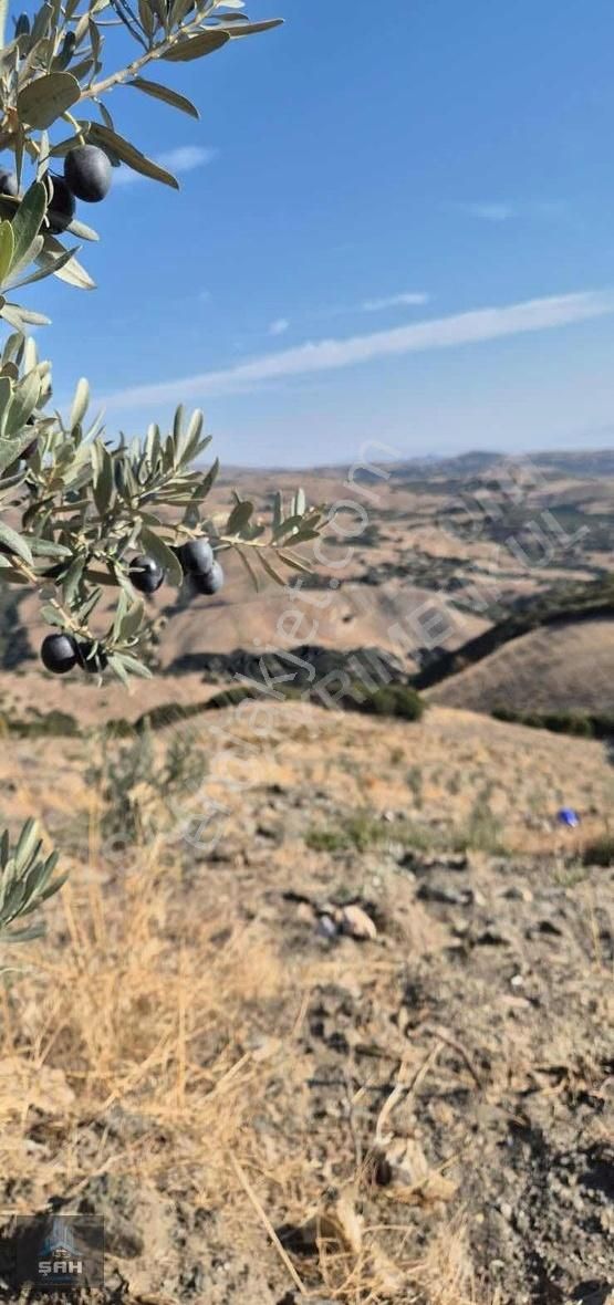 Kula Gökdere Satılık Tarla Kula Gökdere'de Satılık Zeytinlik Ve Kargır Ev