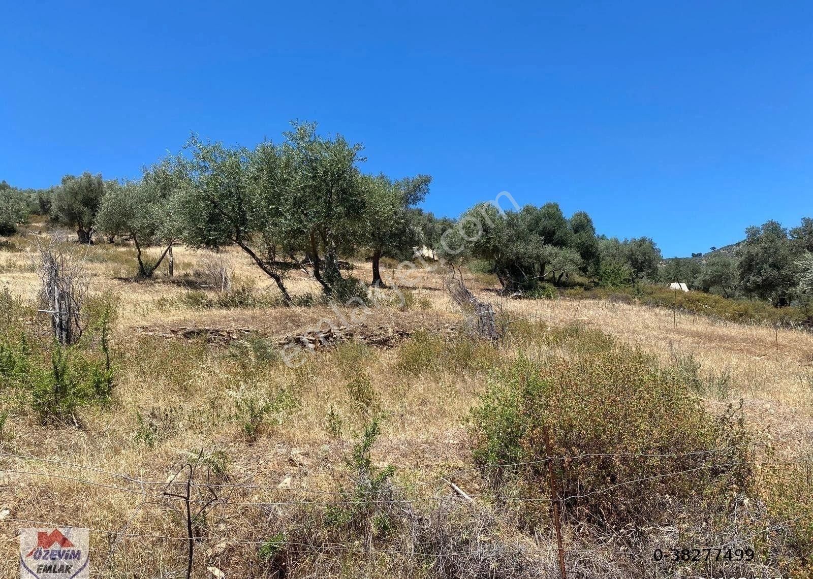 Bayındır Karahallı 1380 M2 Tek Tapu Zeytinlik Araç Takası Olur - Görsel 11