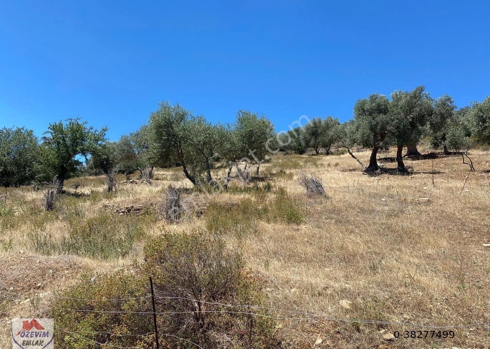 Bayındır Karahallı 1380 M2 Tek Tapu Zeytinlik Araç Takası Olur - Görsel 4