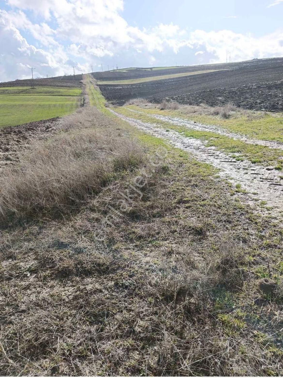 Malkara İbribey Satılık Tarla Tekirdağ Malkara İbribey Mah. Satılık 5635 Metrekare Tarla