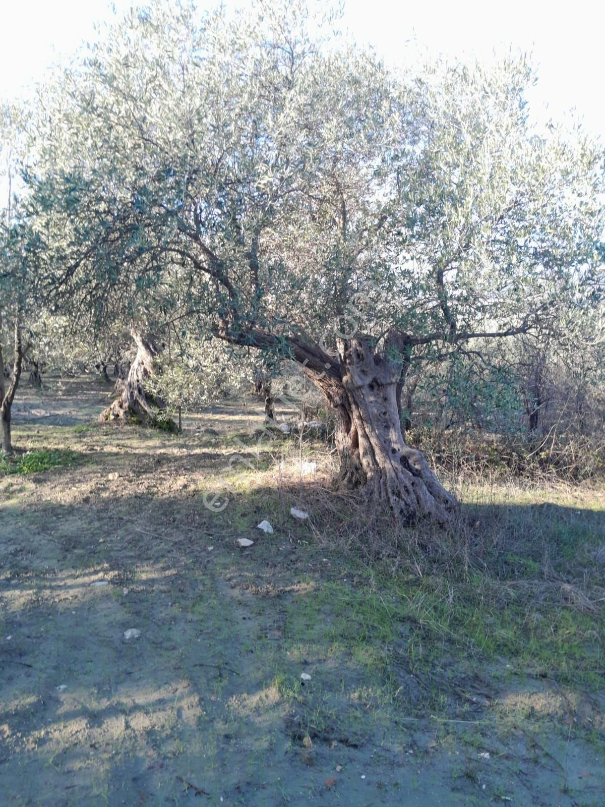 Akhisar Işıkköy Satılık Tarla Satılık Zeytinli Tarla Manisa Akhisar Işıkköy 1600 M2