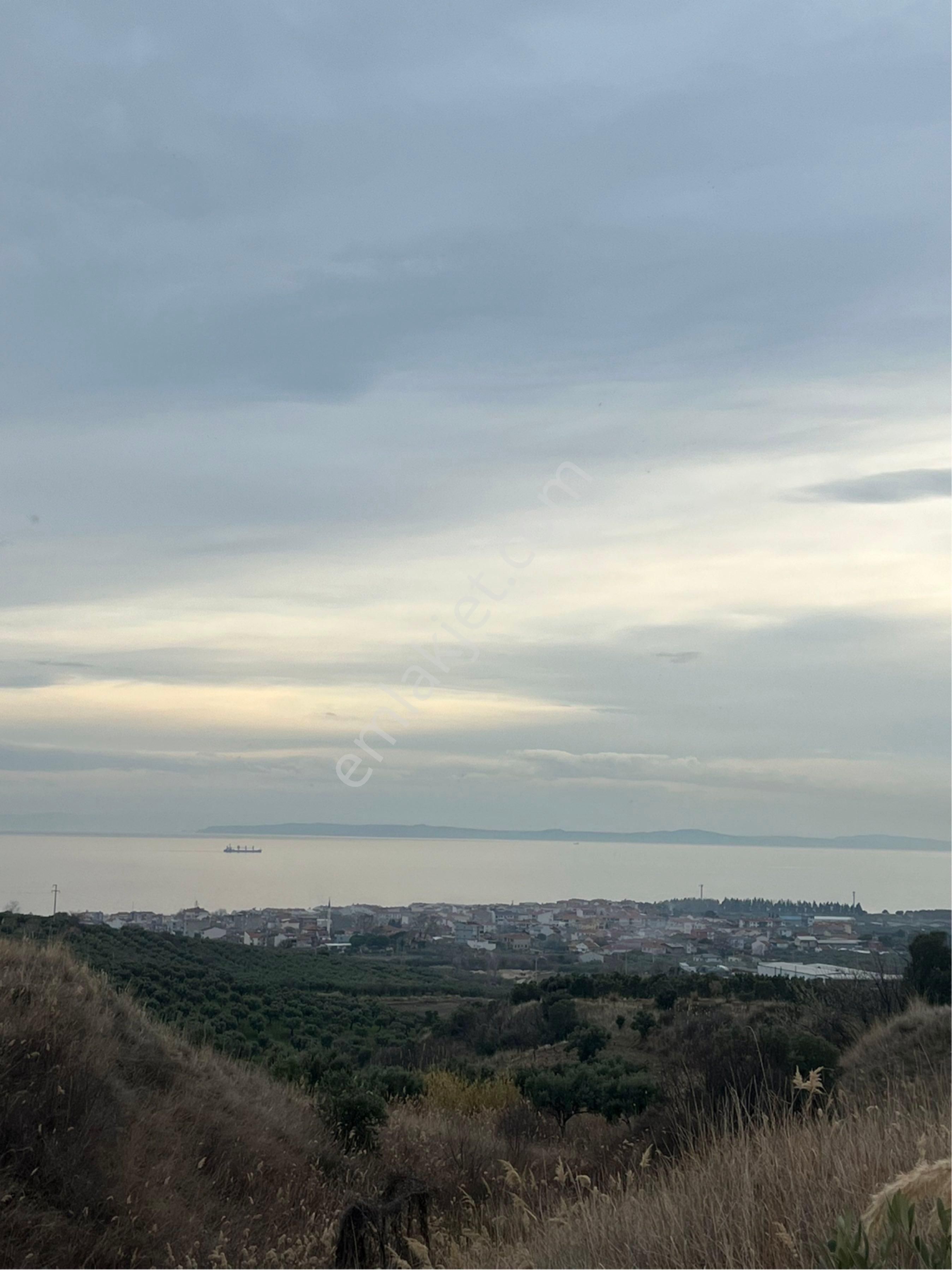 Şarköy Mürefte Satılık Zeytinlik Deniz Manzaralı Zeytinlik