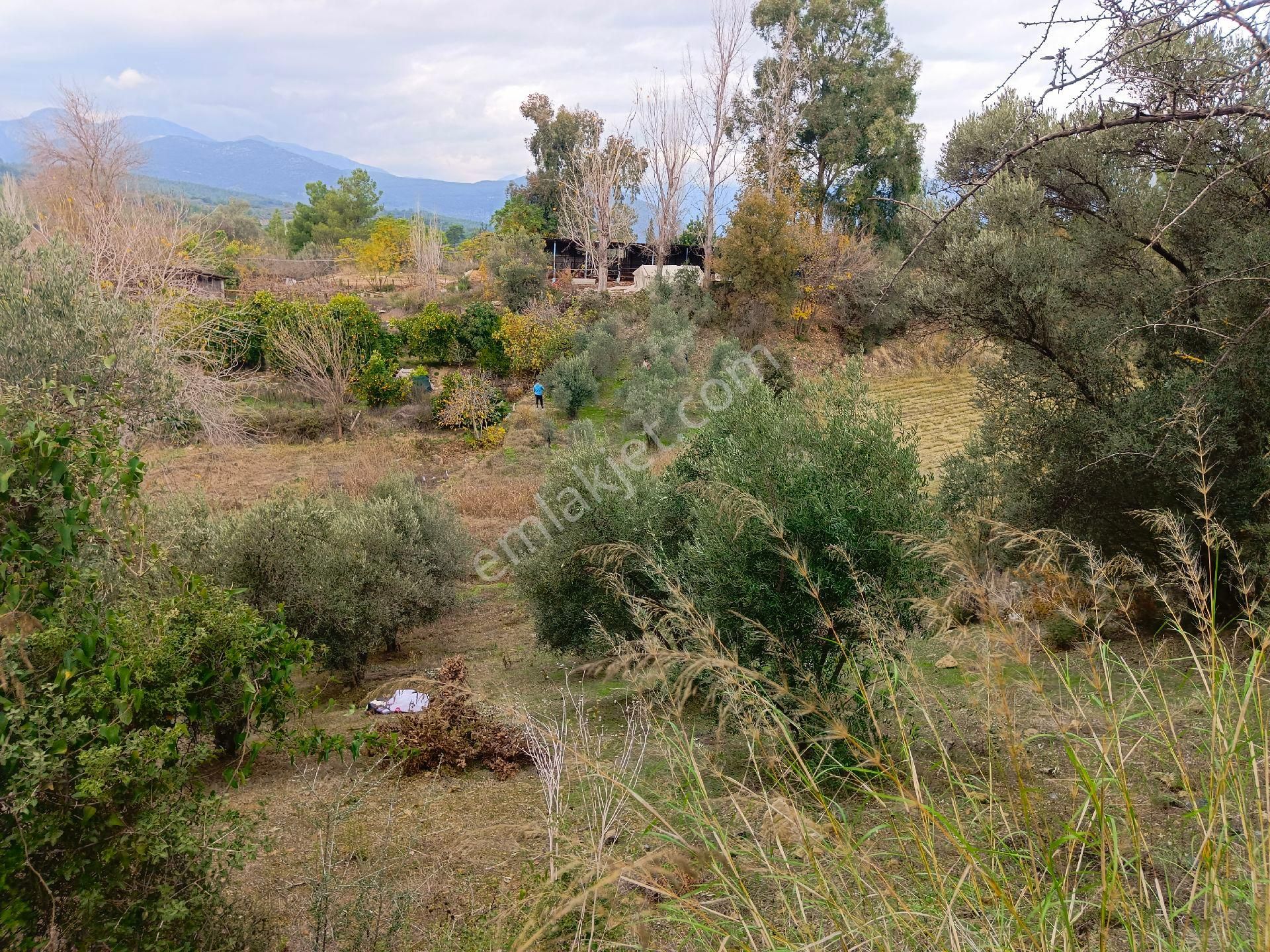 Seydikemer Atlıdere Satılık Tarla Köy İçi Müstakil Tarla