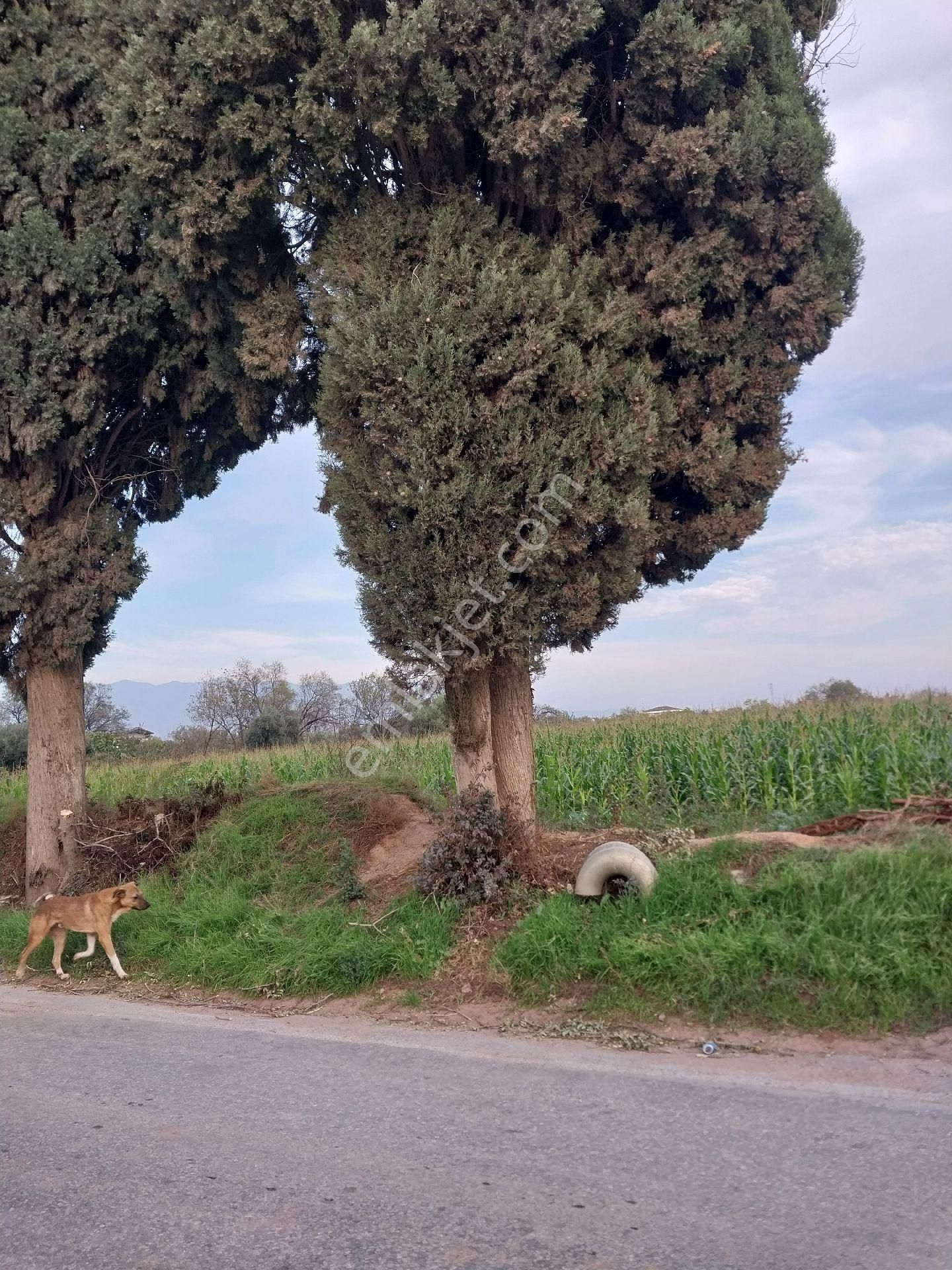Aydın Efeler De Kuyuluda Kat Karşılığı Arsa - Görsel 6