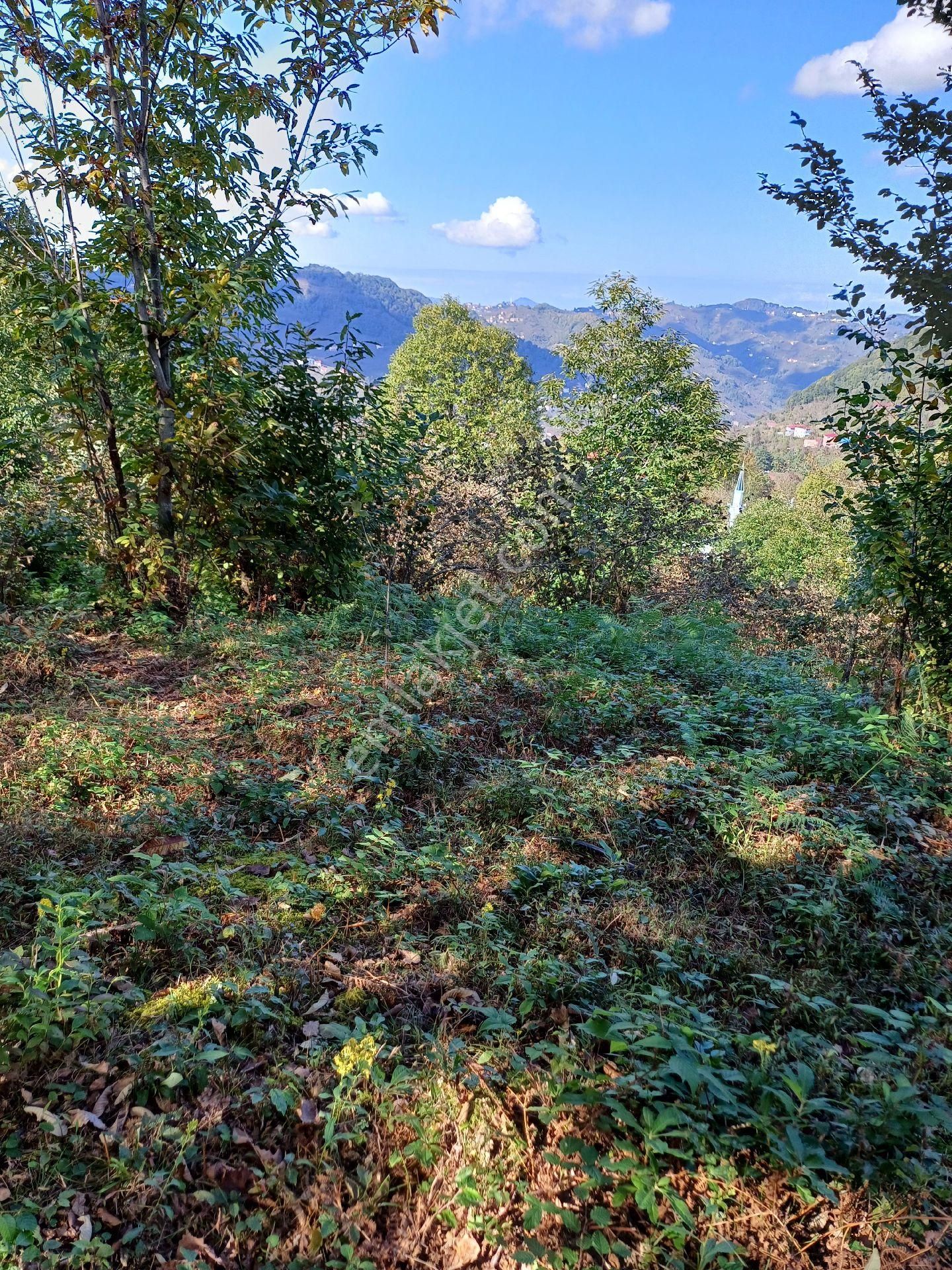 Görele Karlıbel Köyü Satılık Bağ & Bahçe Giresun Görele Karlıbel'de Sahibinden 4 Dönüm Fındık Bahçesi.