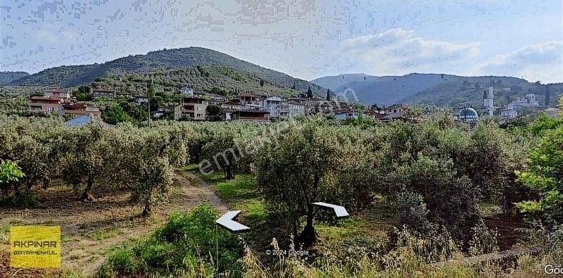 Orhangazi Dutluca Satılık Zeytinlik Akpınar'dan İznik Göl Manzaralı 3.175 M2 Acil Satılık Zeytinlik