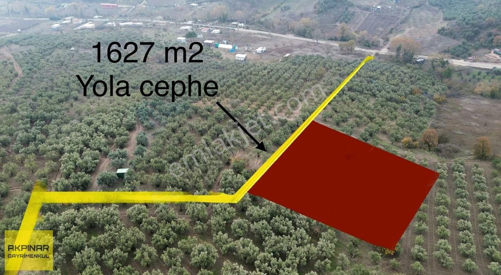 Mudanya Mirzaoba Satılık Zeytinlik Akpınar Emlak'tan Resmi Kadastro Yoluna Cephe Satılık Zeytinlik