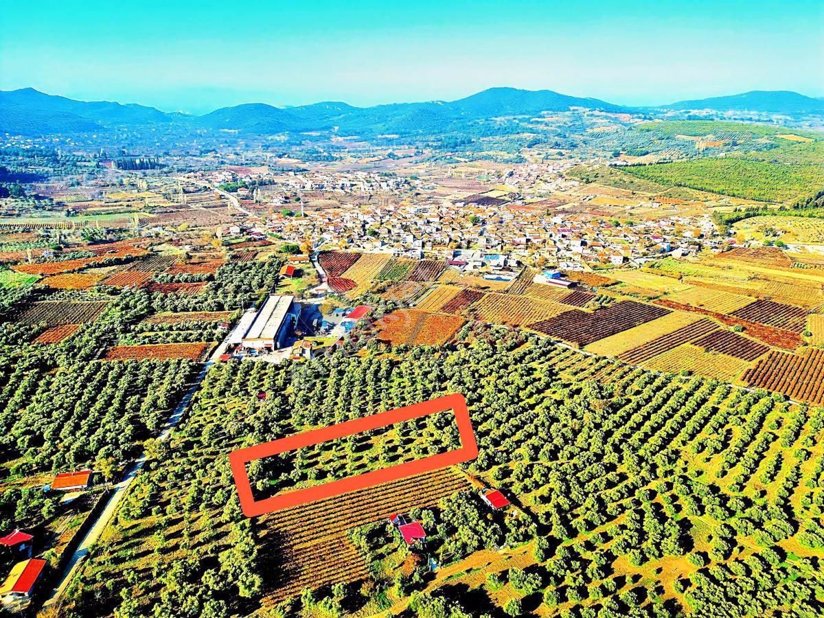 Selçuk Gökçealan Satılık Zeytinlik Kuşadası'na Yakın Gökçealan Köyünde 2 147 M2 Zeytinlik Satılık