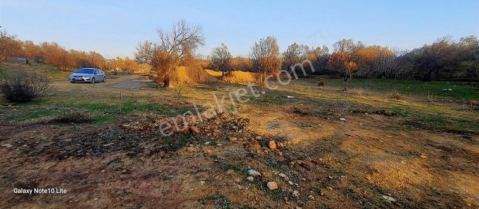 Burhaniye Pelitköy Satılık Zeytinlik Pelitköy Mh İmar Dibi Yatırımlık