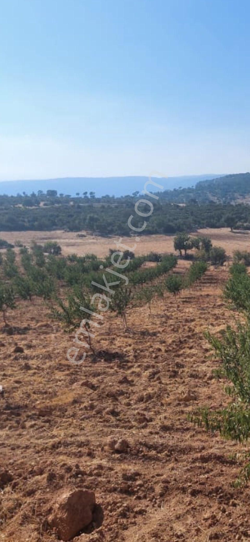 Türe Gayrimenkulden Gülnar Çavuşlarda Satılık Badem Bahçesi - Görsel 4