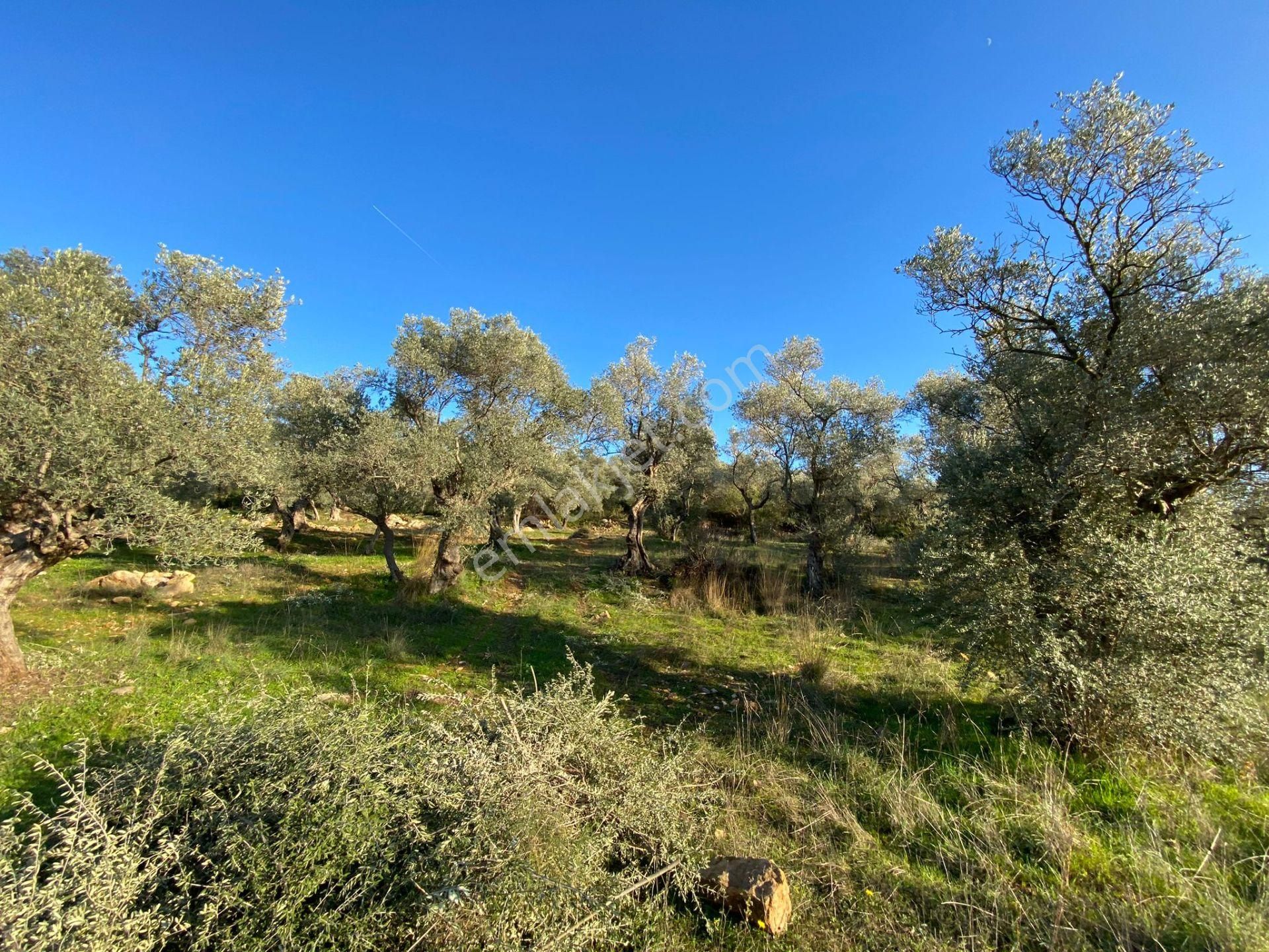 Torbalı Dirmil Satılık Zeytinlik Torbalı Emlak'tan Torbalı Dirmil Köyünde 1490m2 Zeytiliğimiz Satılıktır