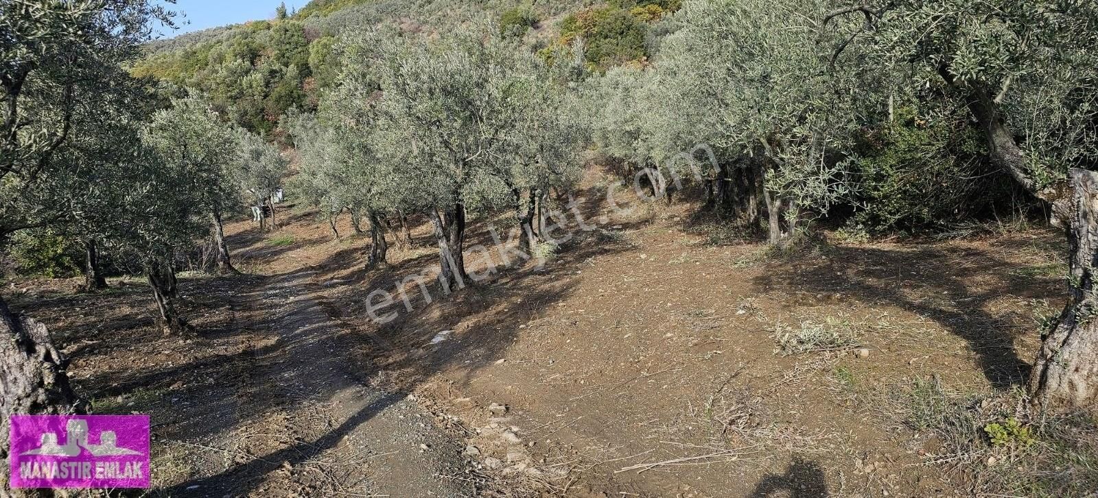 Manastır Emlak'tan Satılık Zeytinlik 2.500.000 Tl - Görsel 2