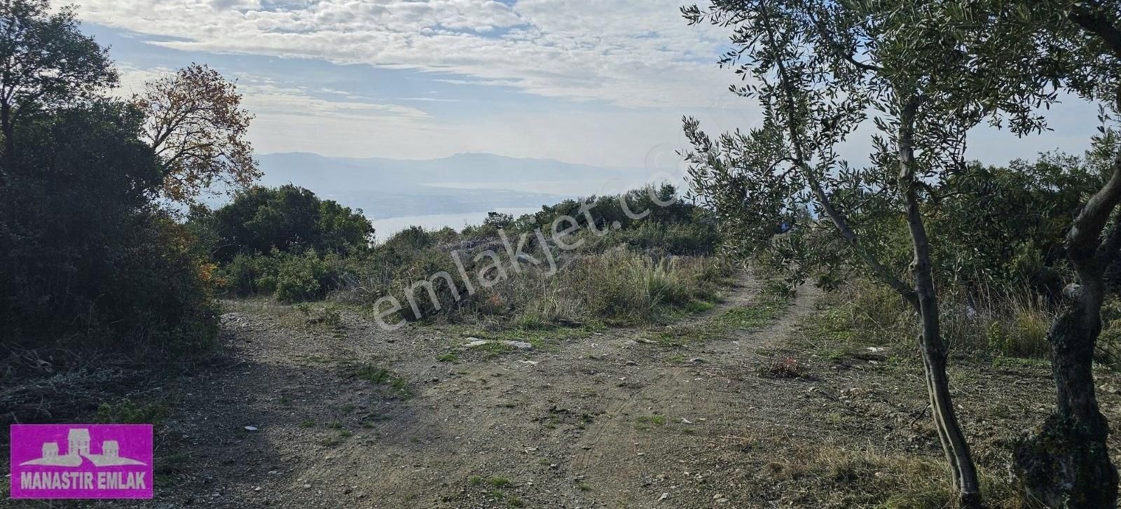 Manastır Emlak'tan Satılık Zeytinlik 2.500.000 Tl - Görsel 3