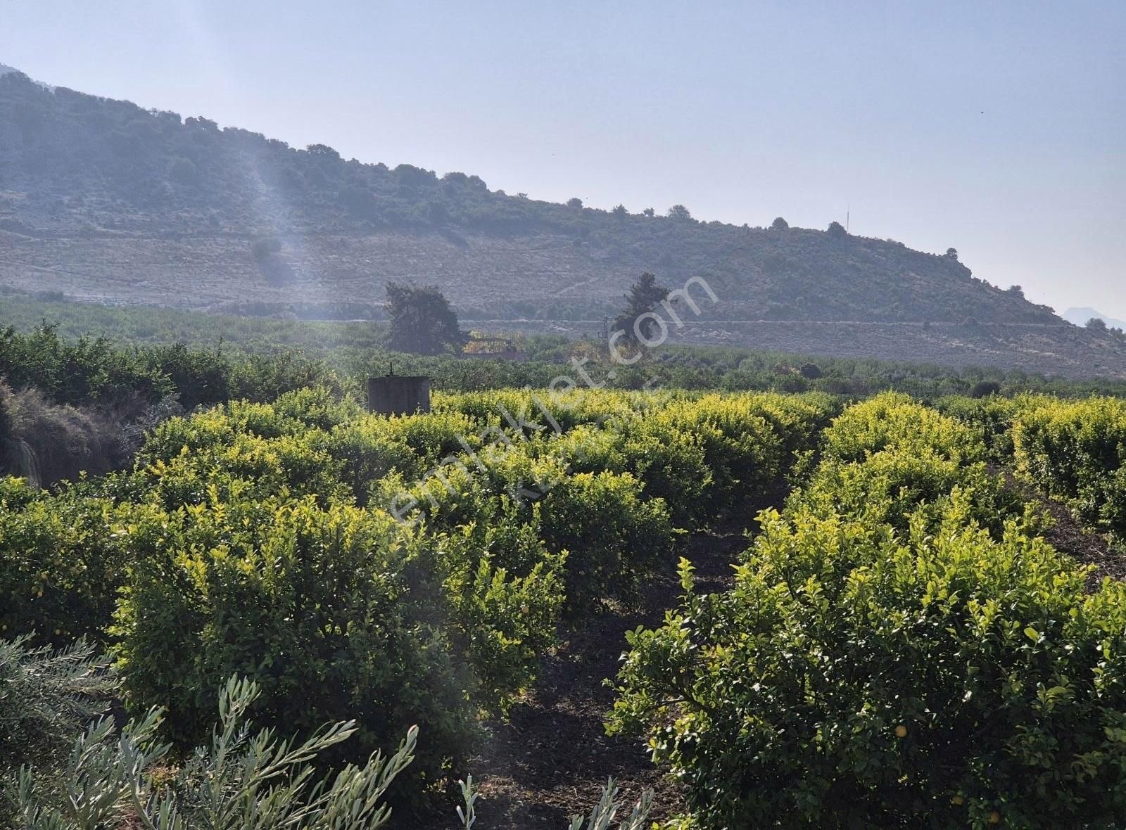 Yüreğir Geçitli Cumhuriyet Satılık Bağ & Bahçe Keyhome Dan Havraniye De 23 Dönüm Tek Tapu Satılık Dikenli Limon