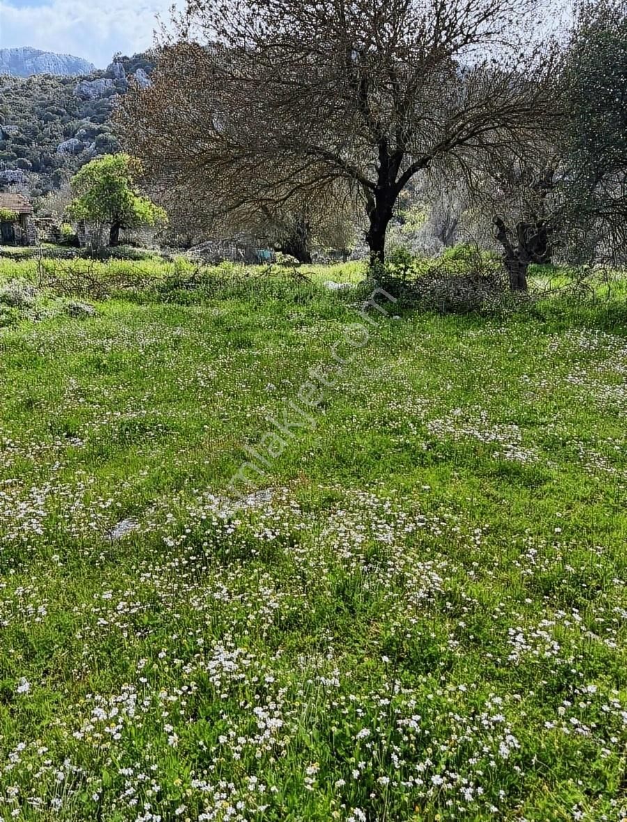 Marmaris Selimiye Satılık Bağ & Bahçe Selimiyeli Emlatan Satılık Yol Cepheli Arsa