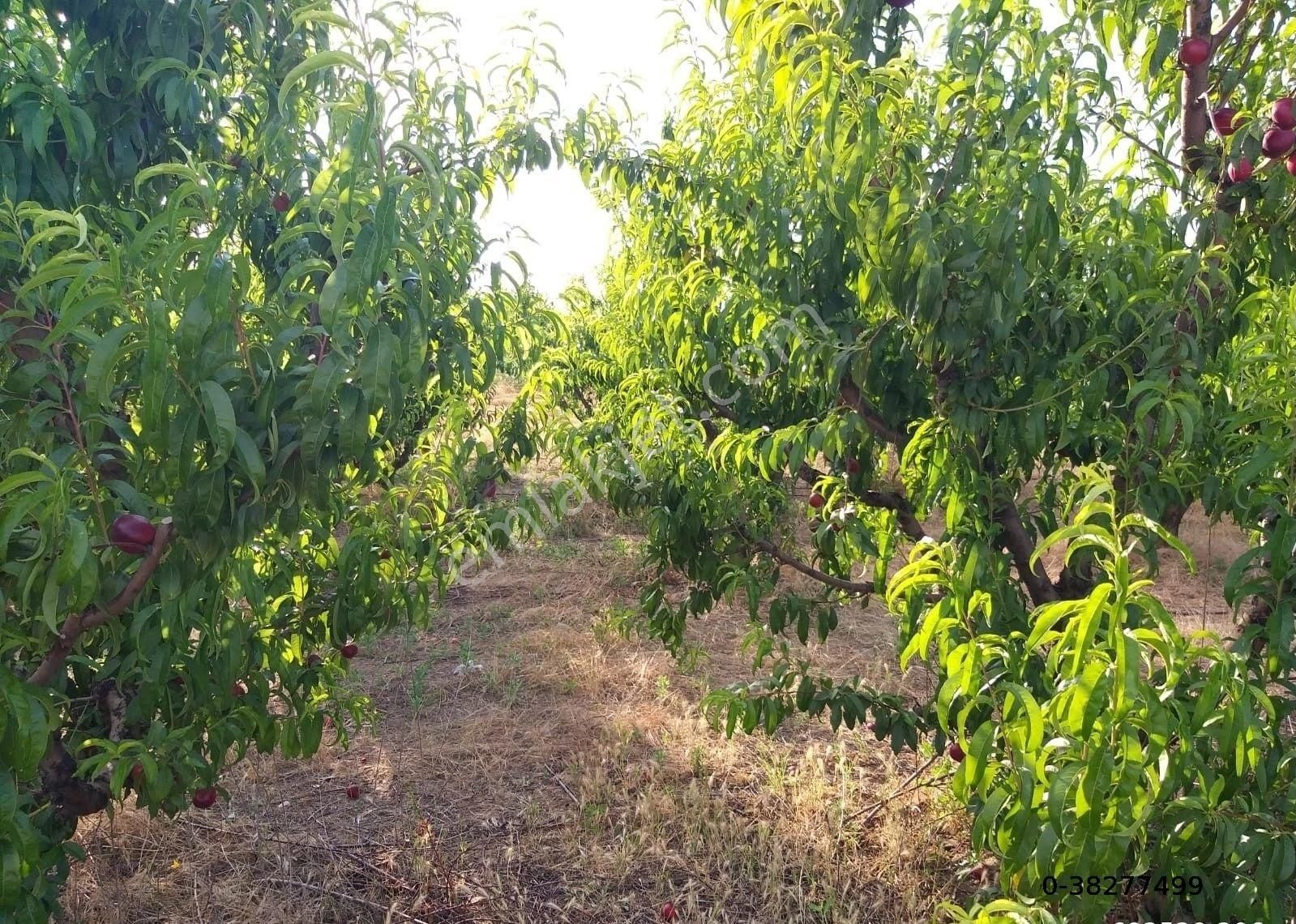 Lapseki Umurbey Bld. (Umurbey Merkez) Satılık Bağ & Bahçe Çanakkale Lapseki Umurbeyde Satılık Şeftali Bahçesi