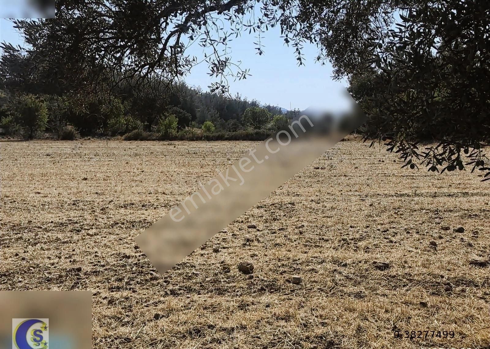 Milas Çamköy Satılık Tarla Bodrum Milas Ören Yolu Üzerinde 14 Dönüm Satılık Tarla