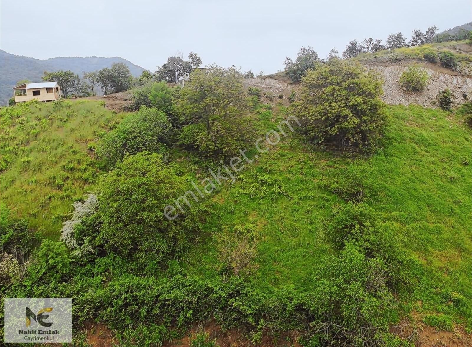 İnegöl Doğanyurdu Satılık Bağ & Bahçe Uludağ Manzaralı 1563 M2 Üzüm Bağı Uygun Fiyata