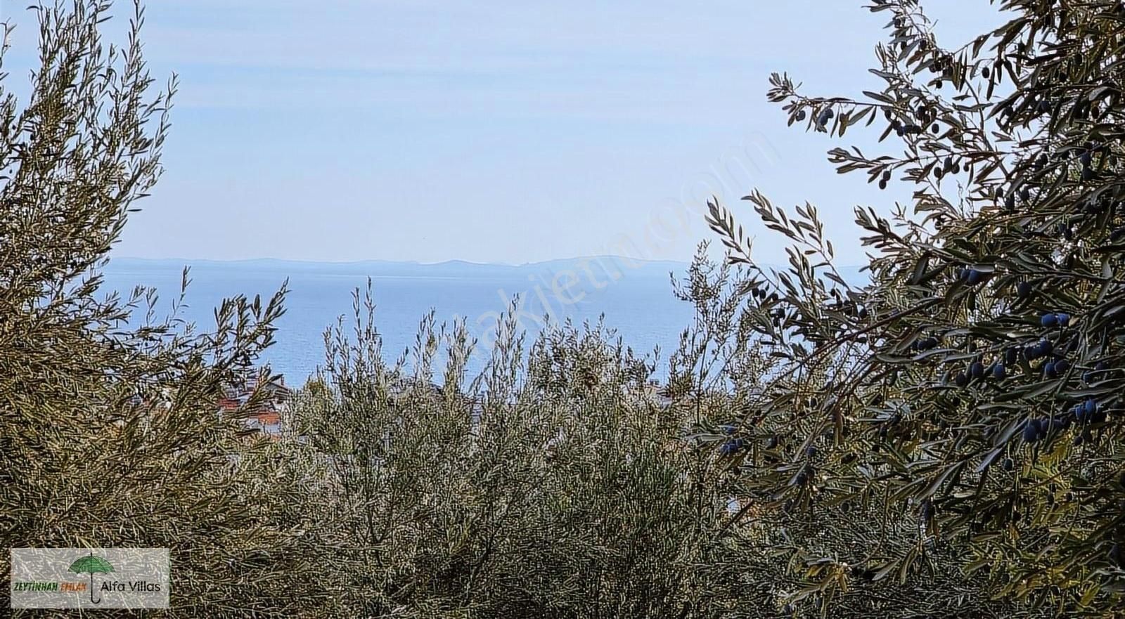 Ayvacık Küçükkuyu Bld. (Mıhlı) Satılık Konut İmarlı Küçükkuyu'da Satılık İmar Planı İçinde Zeytinlik