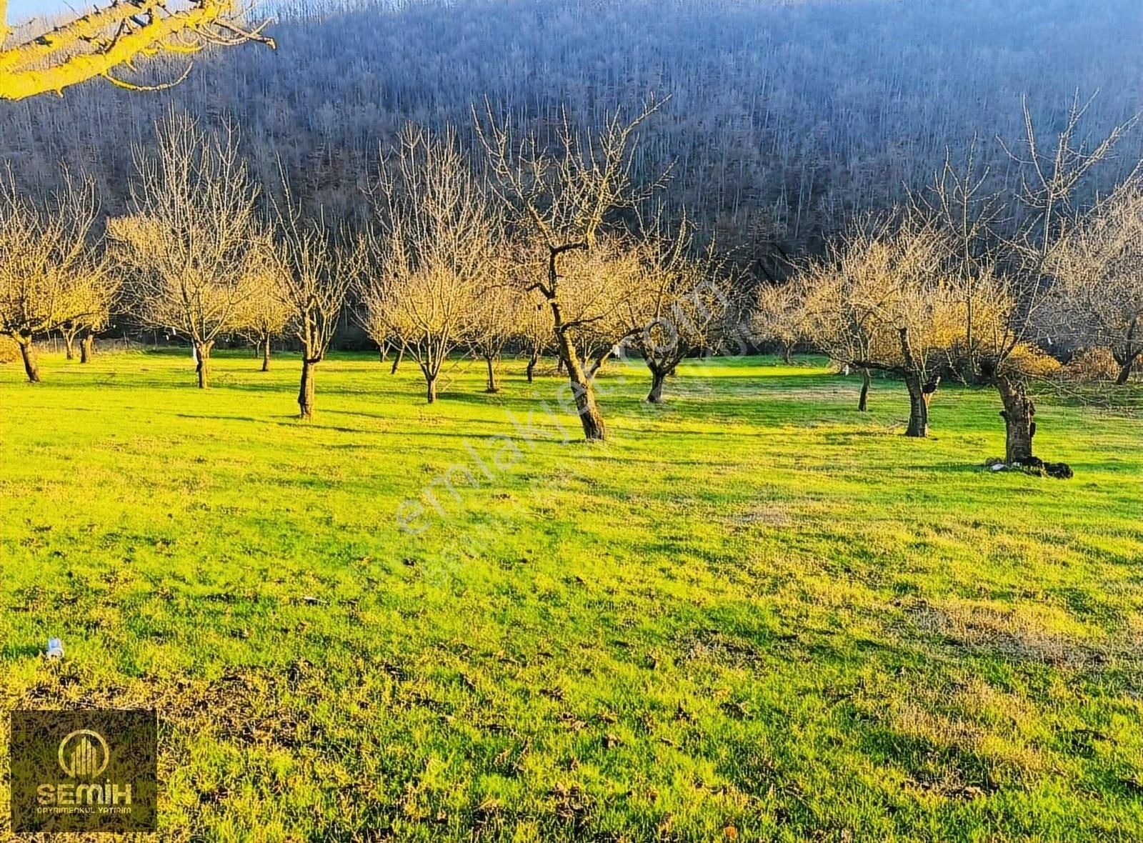 İznik Yürükler Satılık Tarla İznik'te Yüksek Getirili 4.386 M2 Erik Ve Kiraz Bahçesi Satışta