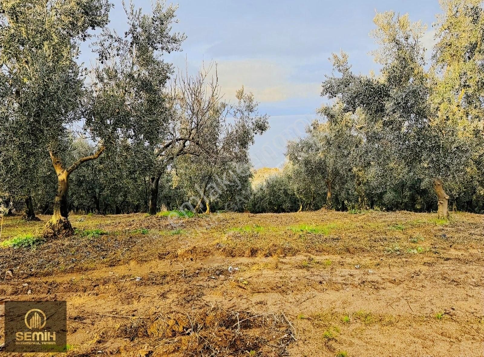 İznik Müşküle Satılık Tarla Bakımlı Zeytin Ağaçları İle Çevrili, Göl Manzaralı Satılık Arsa