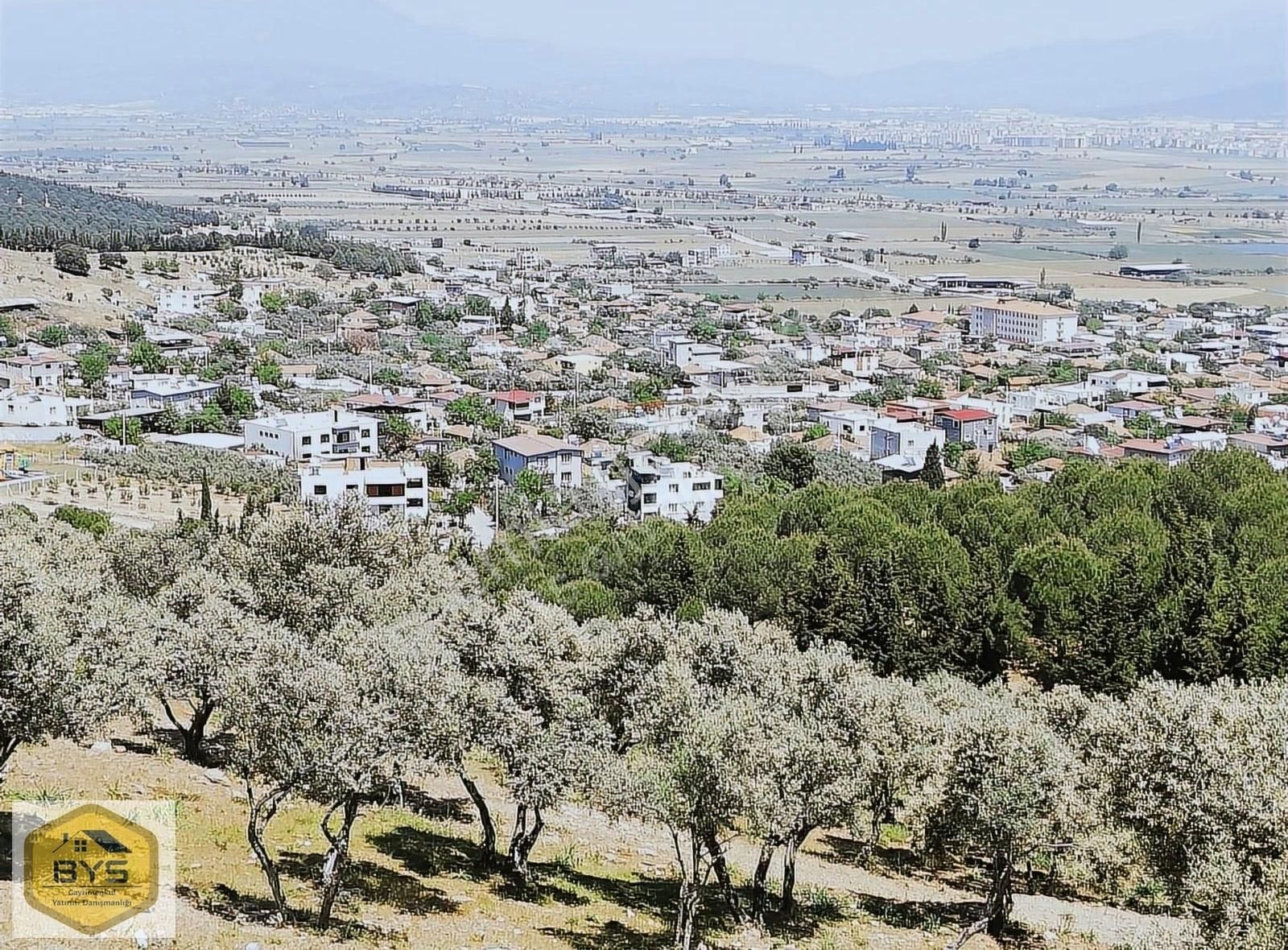 Torbalı Özbey Satılık Zeytinlik Torbalı Özbeyde Değerli Konumda Satılık Zeytinlik