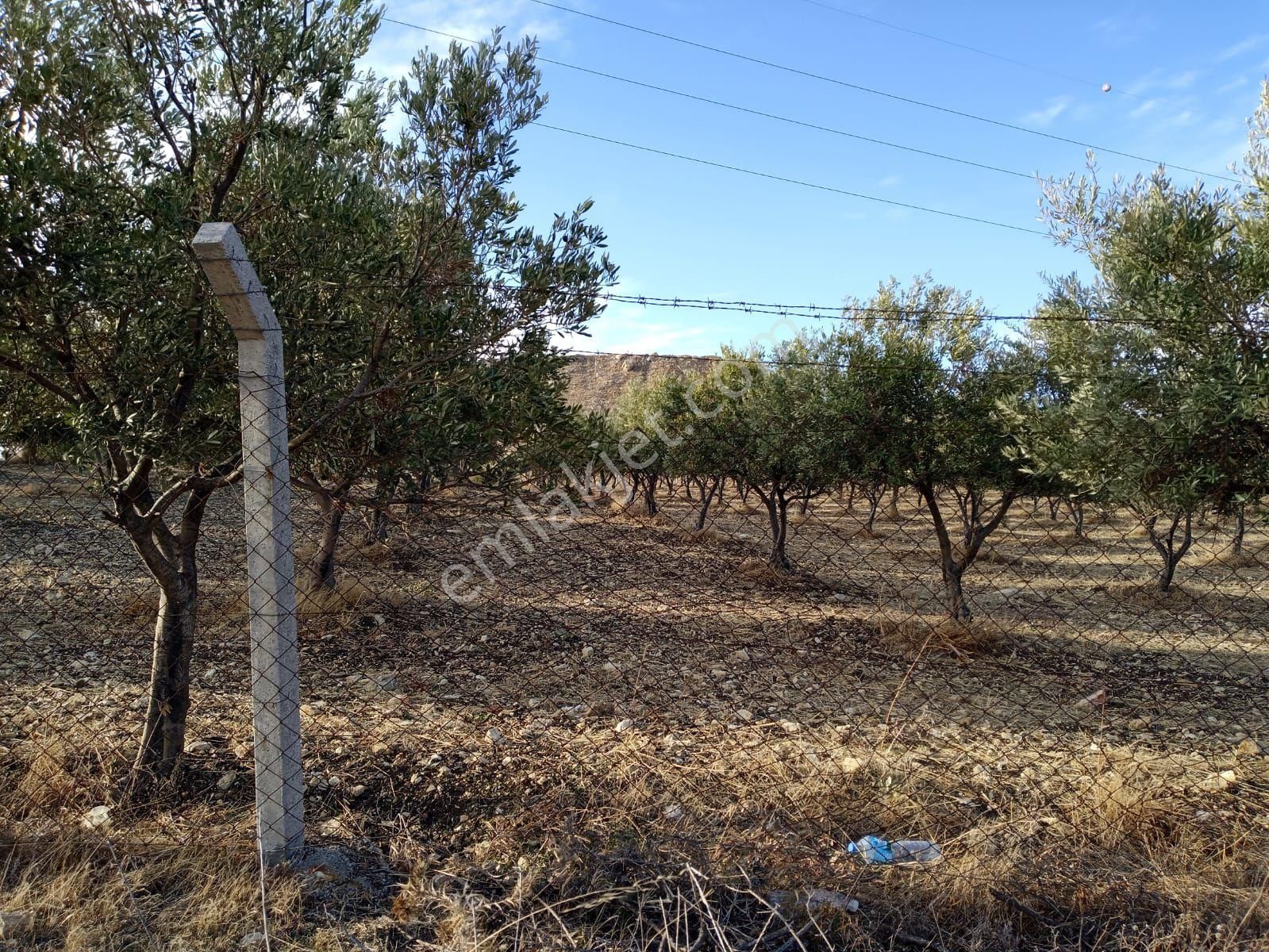 Aliağa Samurlu Satılık Tarla Aliağa Samurlu 13,643 M2 Satılık Zeytinlik