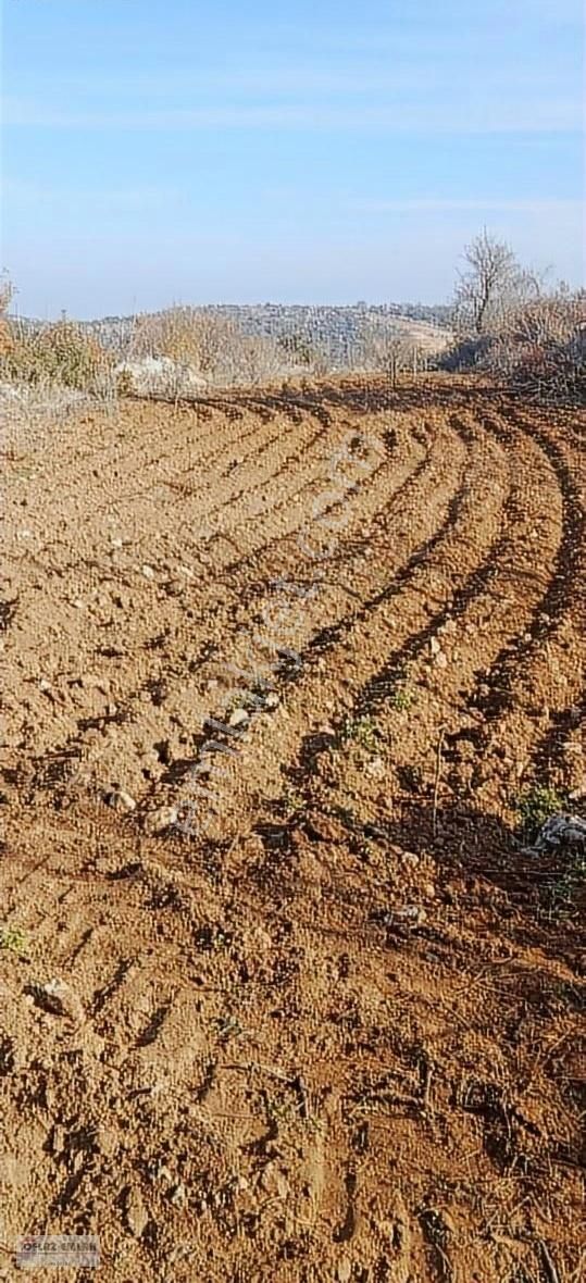 Yayladağı Kurtuluş Satılık Tarla Oflaz Emlak'tan Satılık İmara Yakın Kurtuluş'ta Tarla