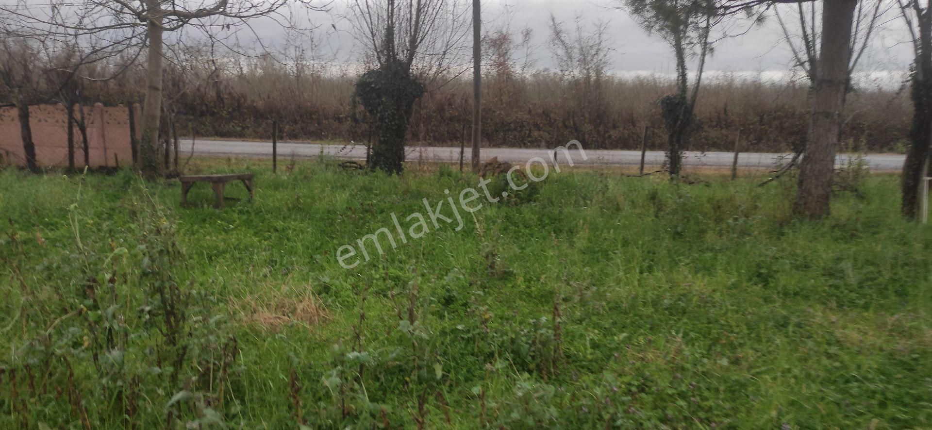 Samsun Carsamba Yenikoseli Koyunde Evli Ahirlu Cakiltak Findik Bahcesi - Görsel 6