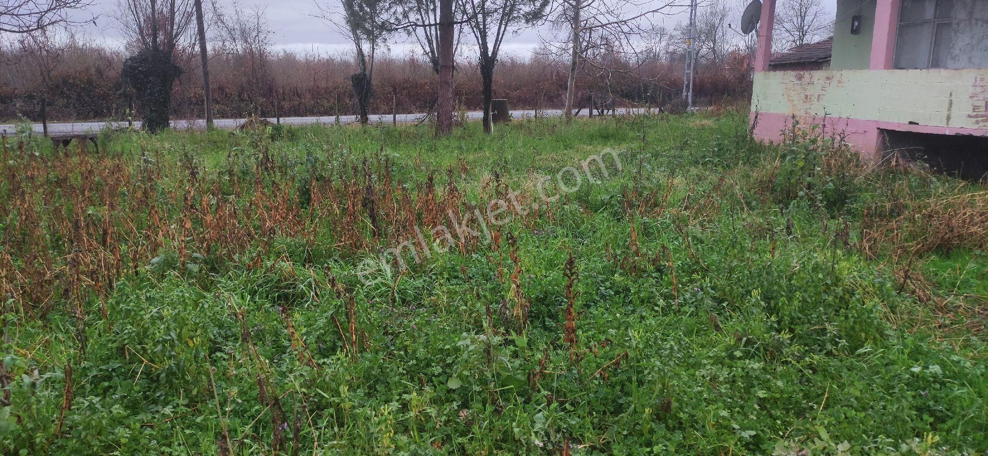 Samsun Carsamba Yenikoseli Koyunde Evli Ahirlu Cakiltak Findik Bahcesi - Görsel 8