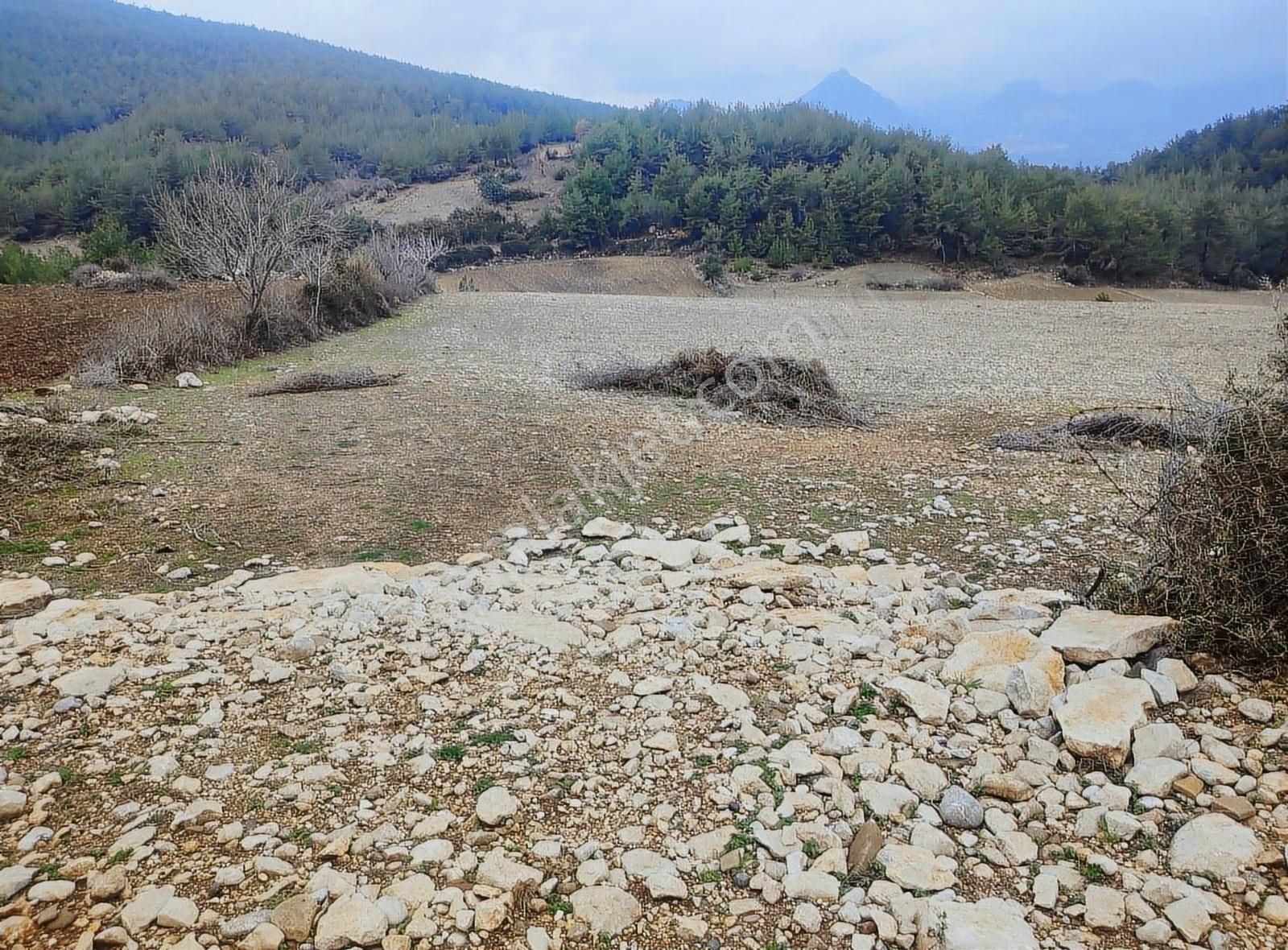 Karaisalı Aşağıbelemedik Satılık Tarla Boran Gayrimenkul'den Karaisalı Da 5 Adet 5 Dönüm Arsa