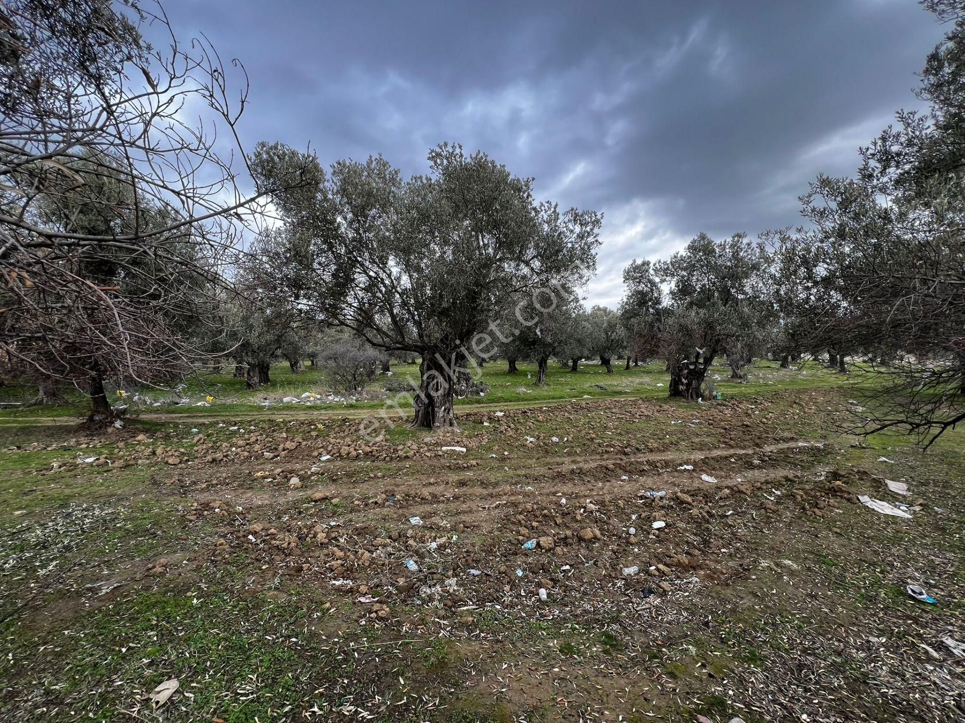 Burhaniye Şarköy Satılık Zeytinlik Göktepe Emlak Burhaniye Şarköyde Zeytinlik Tek Yetkili 230m2