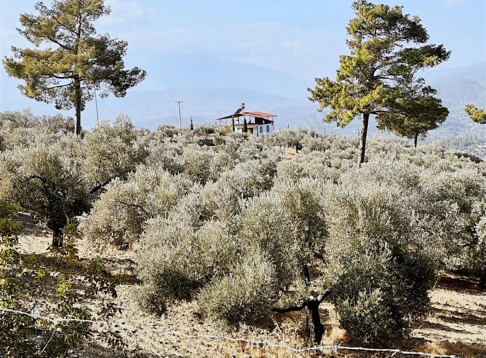 Seydikemer Sarıyer Satılık Zeytinlik Seydikemer, Sarıyer De, Antalya Yoluna 200 Mt Mesafede Tarla