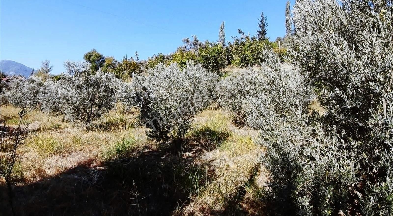 Muğla Seydikemer Söğütlüdere Mah. De K. İçi - Görsel 4