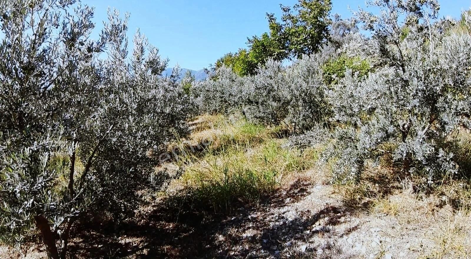 Muğla Seydikemer Söğütlüdere Mah. De K. İçi - Görsel 18