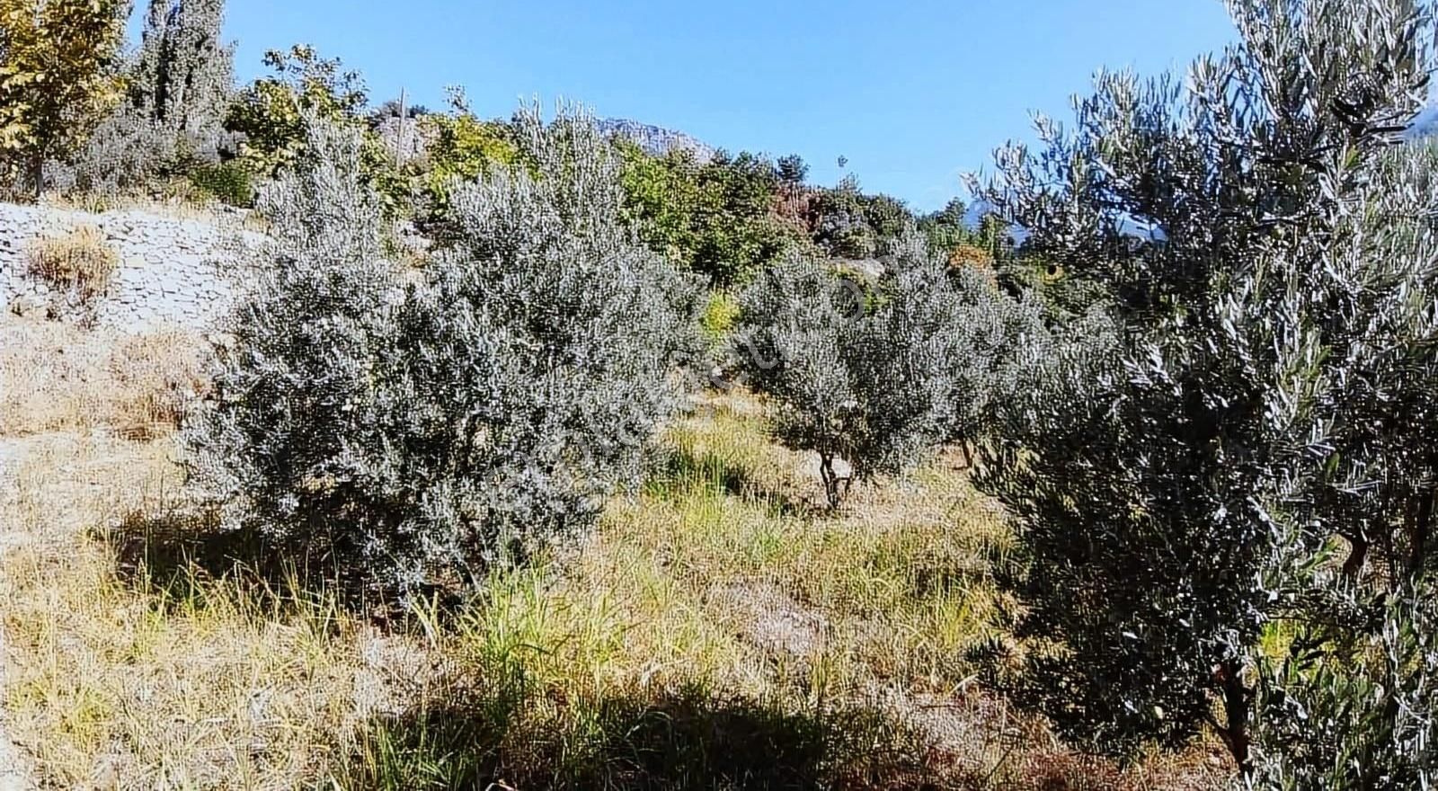 Muğla Seydikemer Söğütlüdere Mah. De K. İçi - Görsel 5