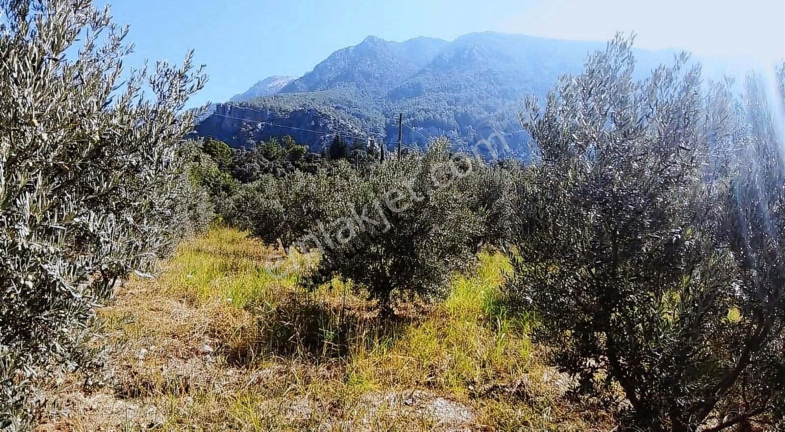 Muğla Seydikemer Söğütlüdere Mah. De K. İçi - Görsel 14