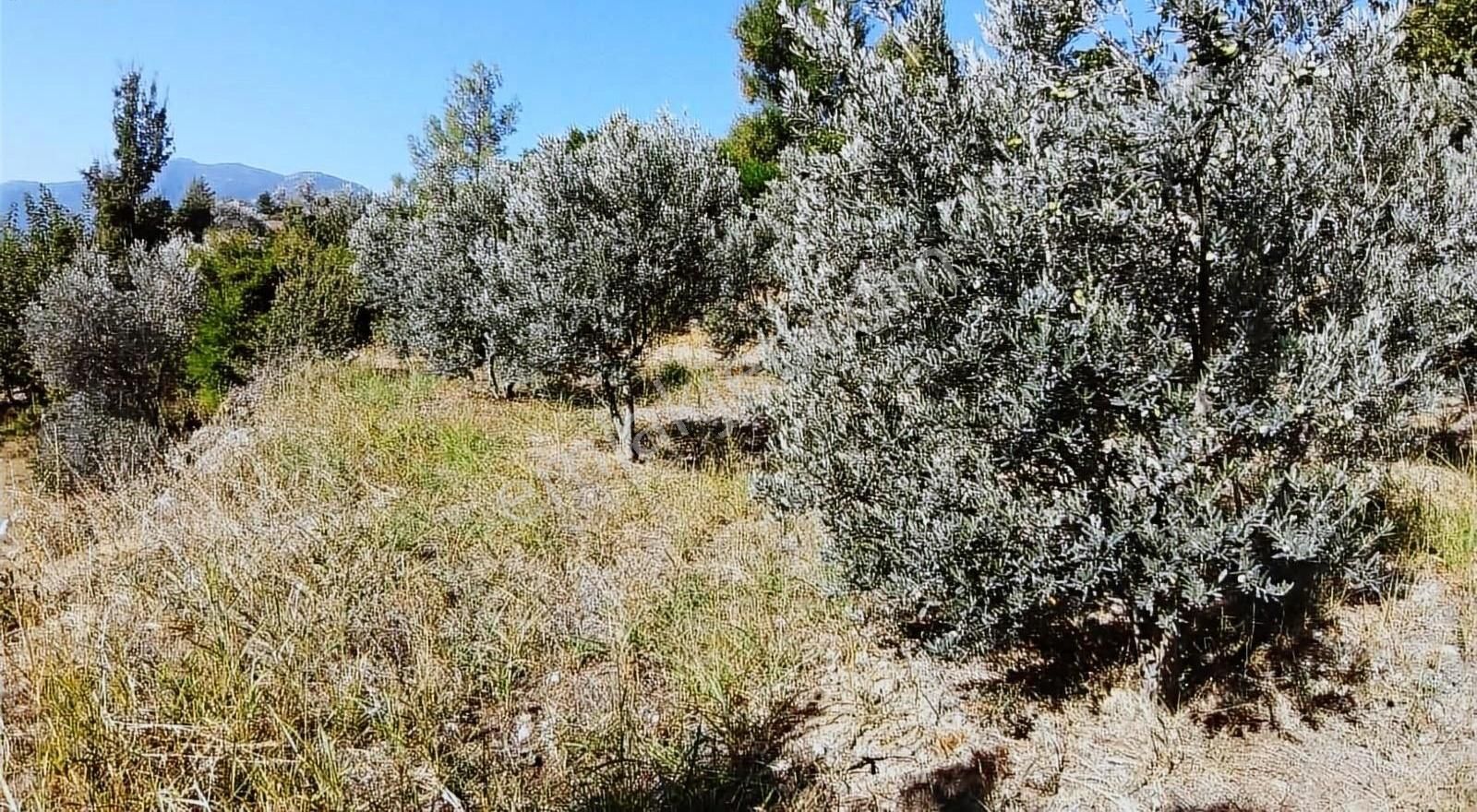 Muğla Seydikemer Söğütlüdere Mah. De K. İçi - Görsel 19