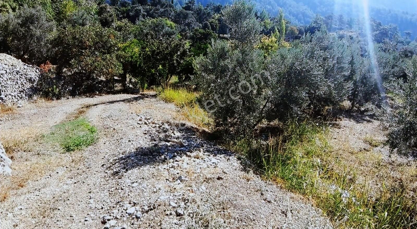 Muğla Seydikemer Söğütlüdere Mah. De K. İçi - Görsel 16