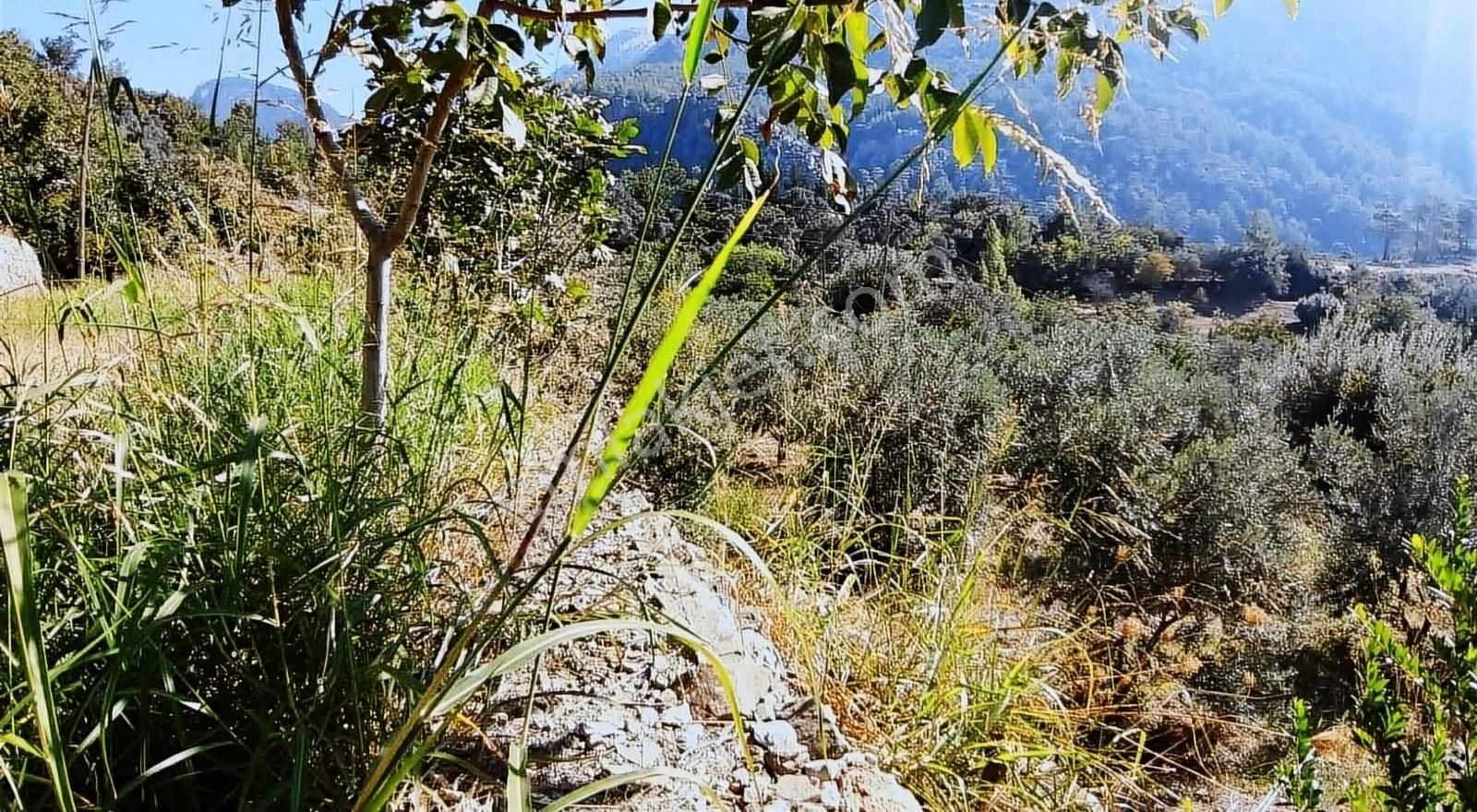 Muğla Seydikemer Söğütlüdere Mah. De K. İçi - Görsel 8