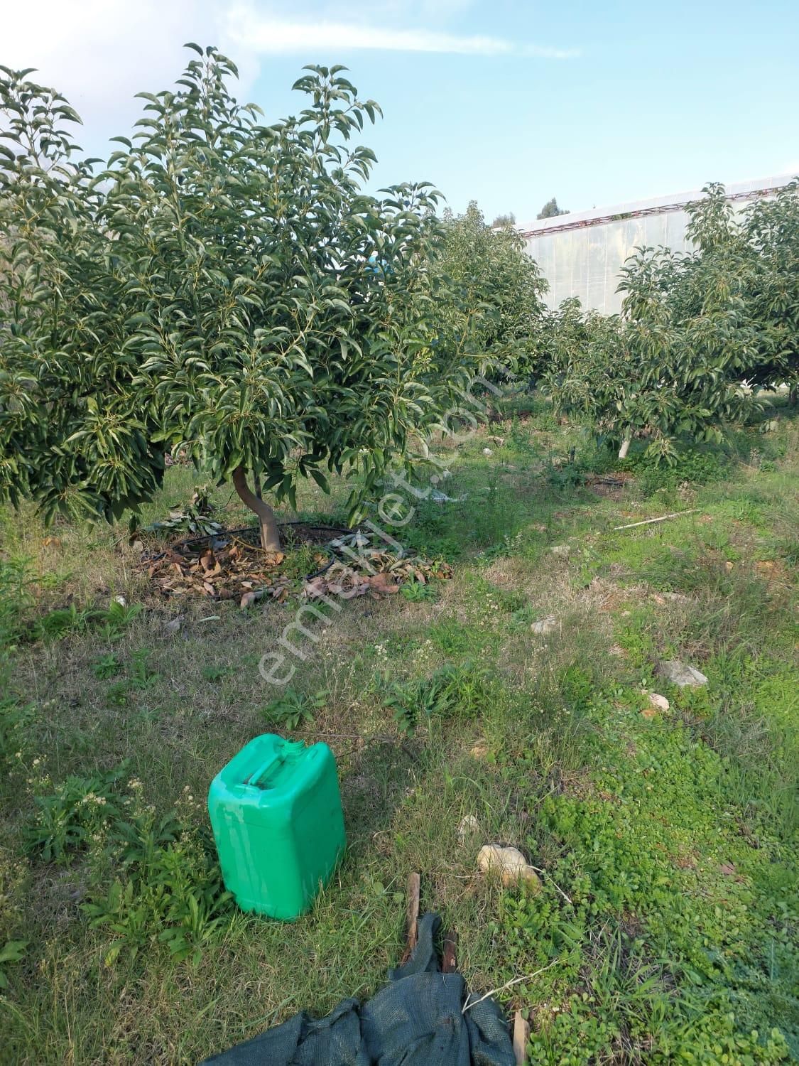 Aslıhan Gayrimenkul'den Ören Kuzeyyurt Mahallesinde Satılık Muz Ve Avakado Bahçesi - Görsel 13
