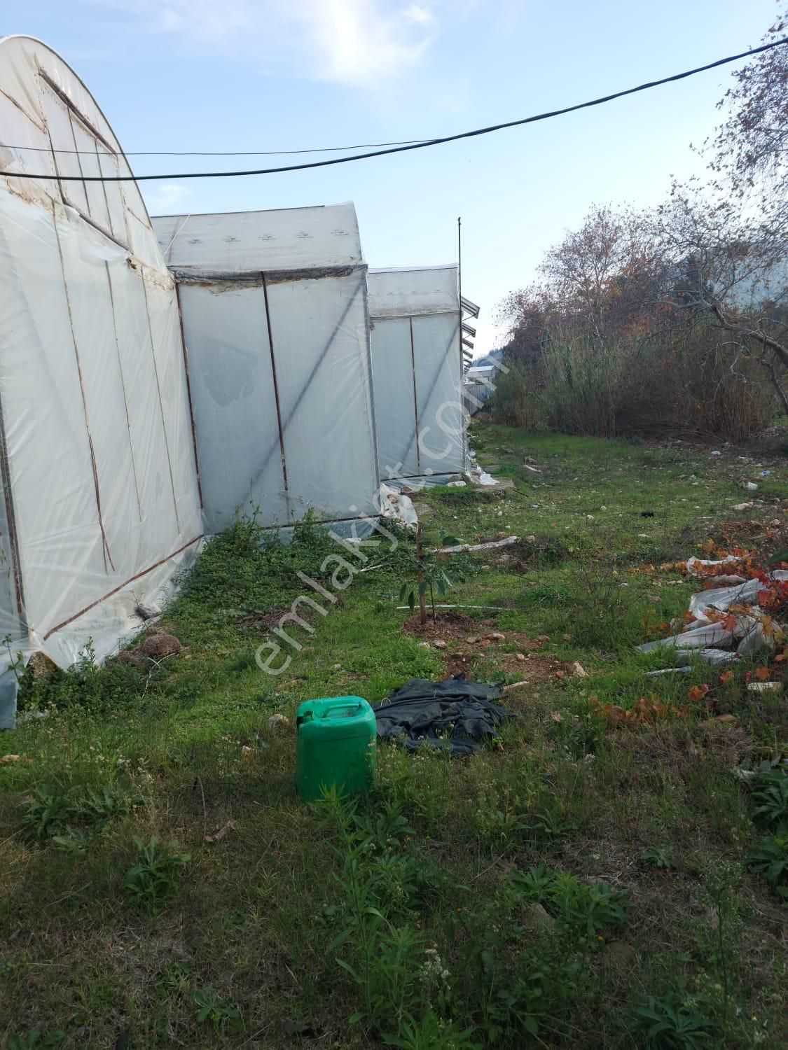 Aslıhan Gayrimenkul'den Ören Kuzeyyurt Mahallesinde Satılık Muz Ve Avakado Bahçesi - Görsel 27