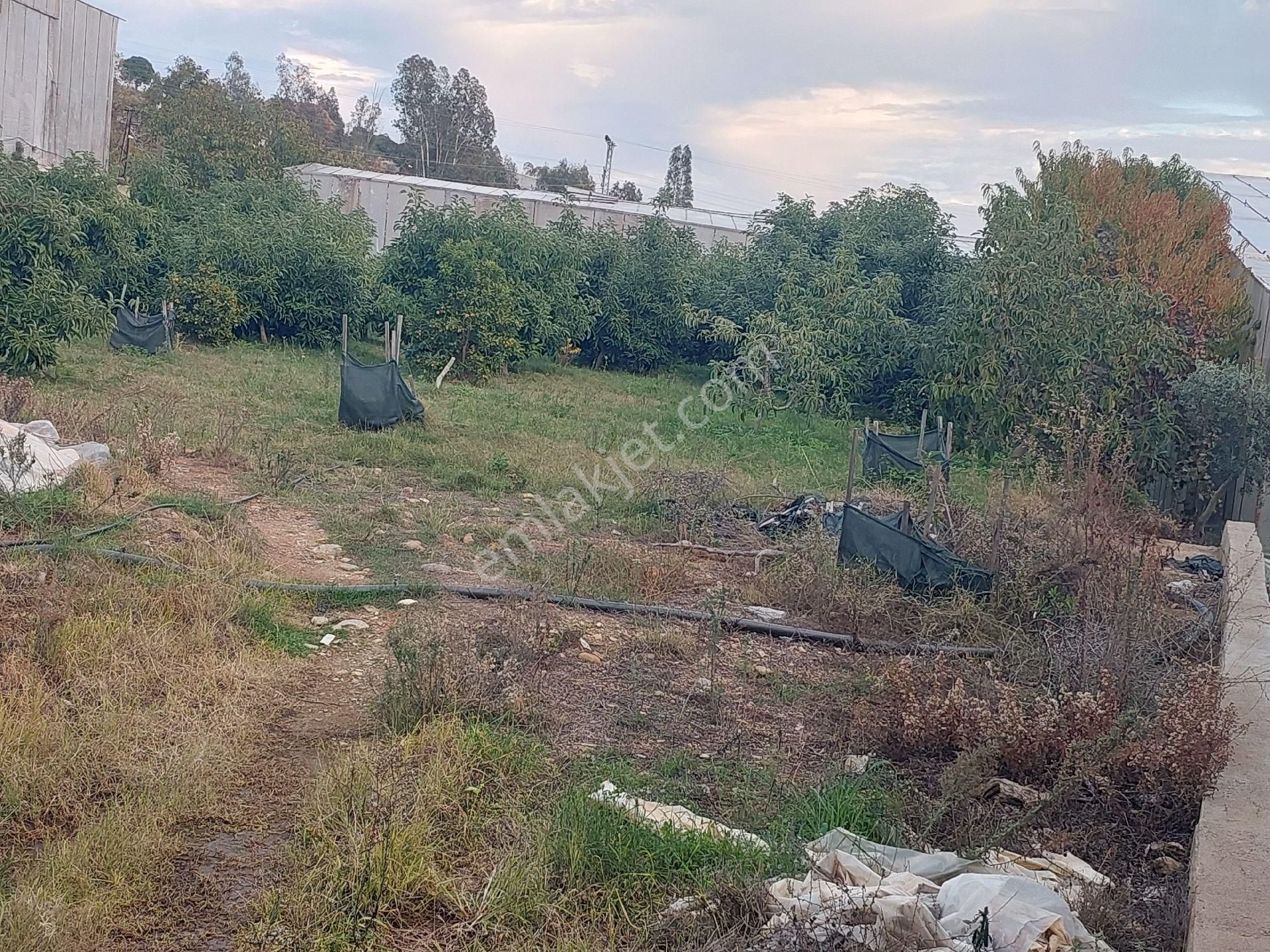Aslıhan Gayrimenkul'den Ören Kuzeyyurt Mahallesinde Satılık Muz Ve Avakado Bahçesi - Görsel 33