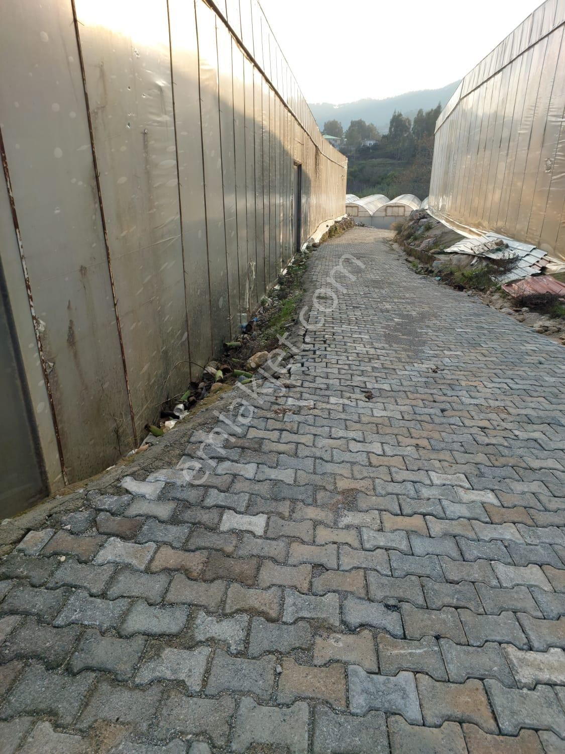 Aslıhan Gayrimenkul'den Ören Kuzeyyurt Mahallesinde Satılık Muz Ve Avakado Bahçesi - Görsel 24