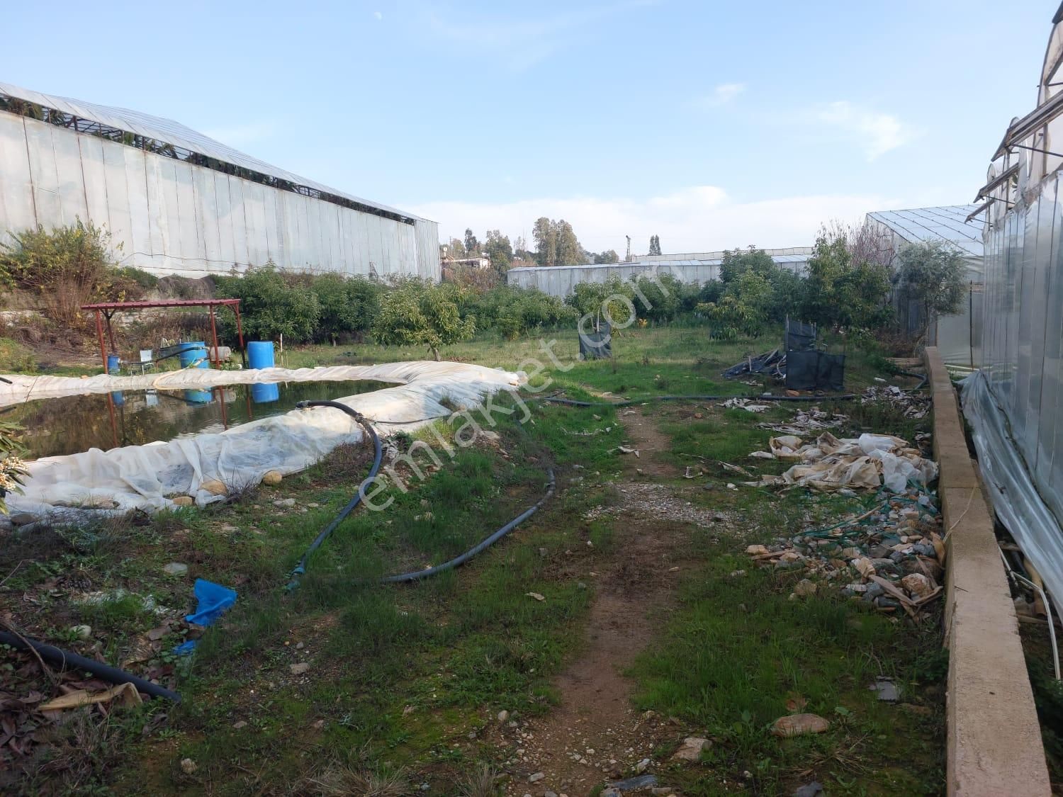 Aslıhan Gayrimenkul'den Ören Kuzeyyurt Mahallesinde Satılık Muz Ve Avakado Bahçesi - Görsel 7