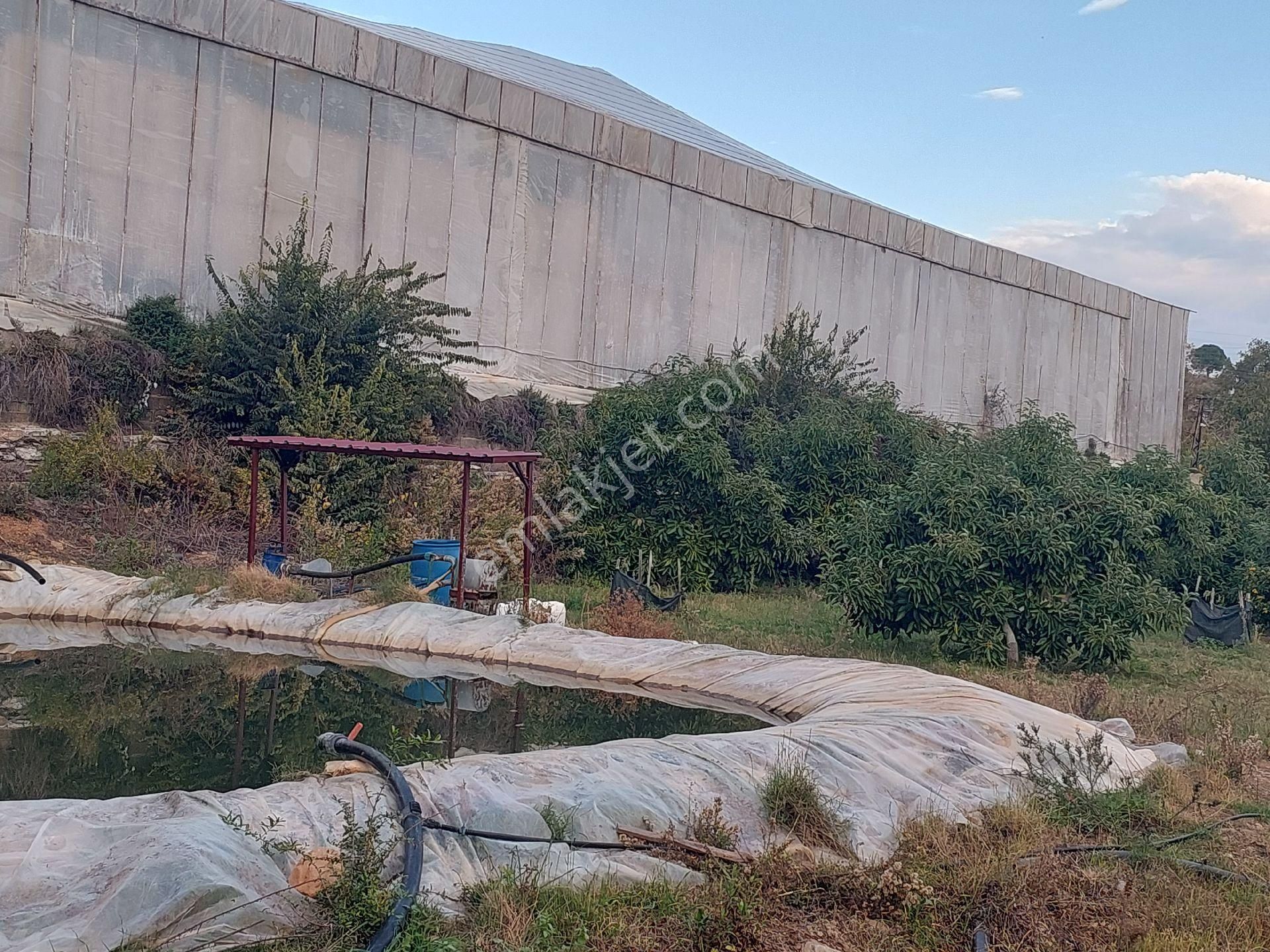 Aslıhan Gayrimenkul'den Ören Kuzeyyurt Mahallesinde Satılık Muz Ve Avakado Bahçesi - Görsel 34